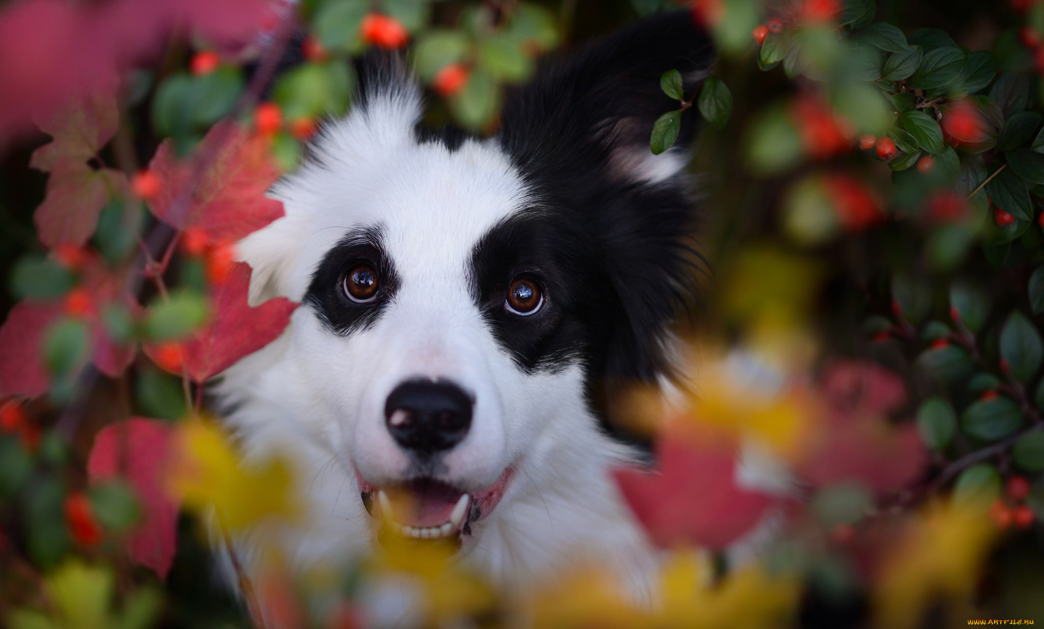 животные, собаки, собака, животное, бордер-колли, морда, ветки, осень, листья, природа, ягоды, пёс