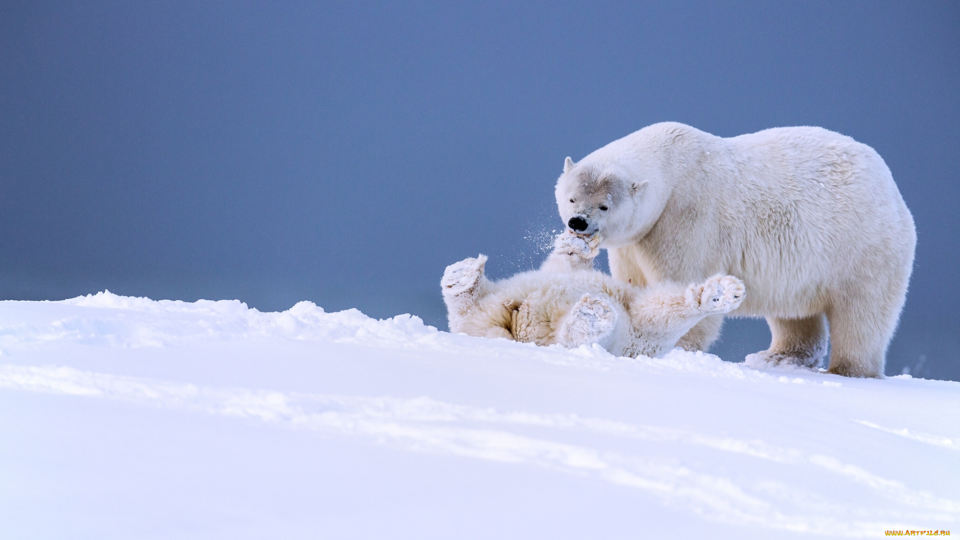 животные, медведи, медвежонок, медведица, игра, аляска, белые, забава, детёныш, зима, снег