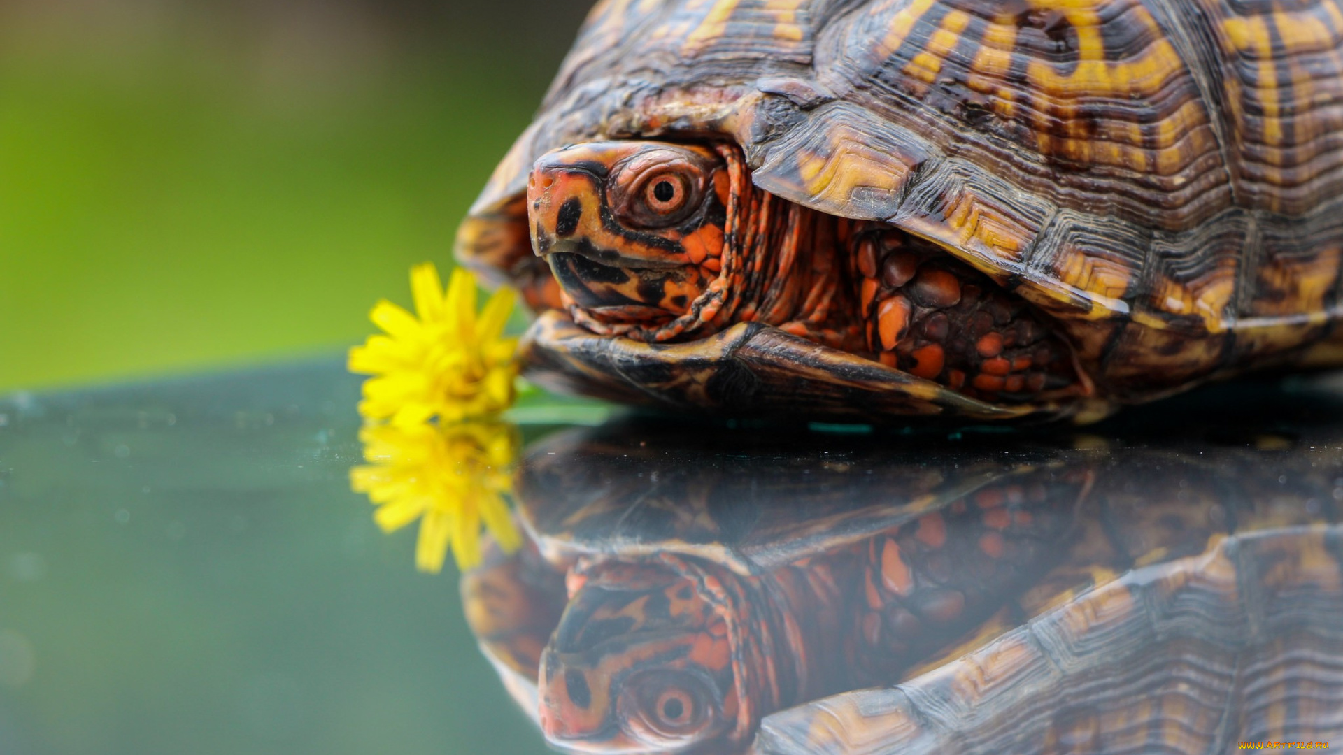животные, Черепахи, отражение, одуванчик, черепаха, цветок