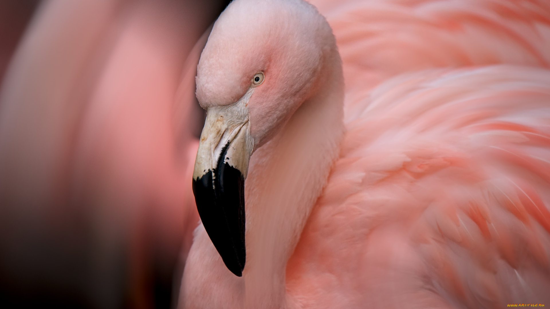 животные, фламинго, перья, окрас, птица, розовый