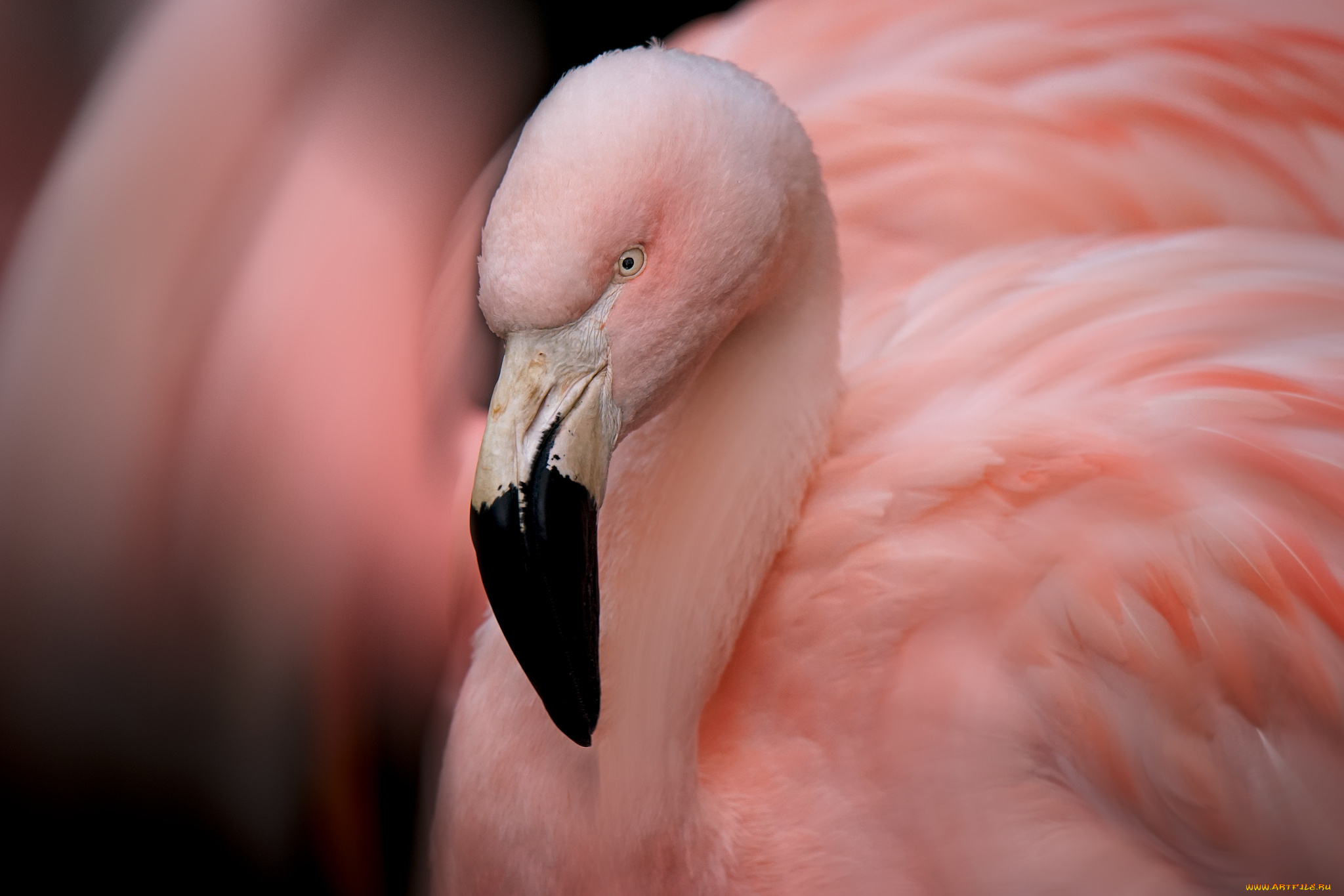животные, фламинго, перья, окрас, птица, розовый