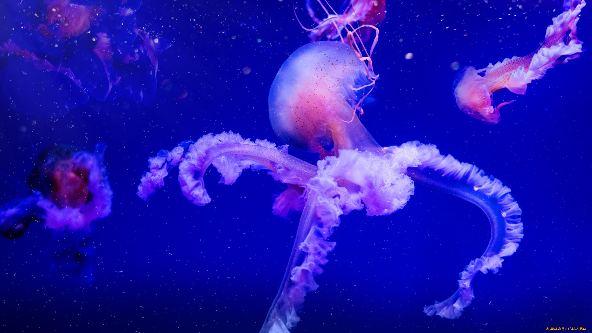 животные, медузы, вода, мир, подводный, море, океан