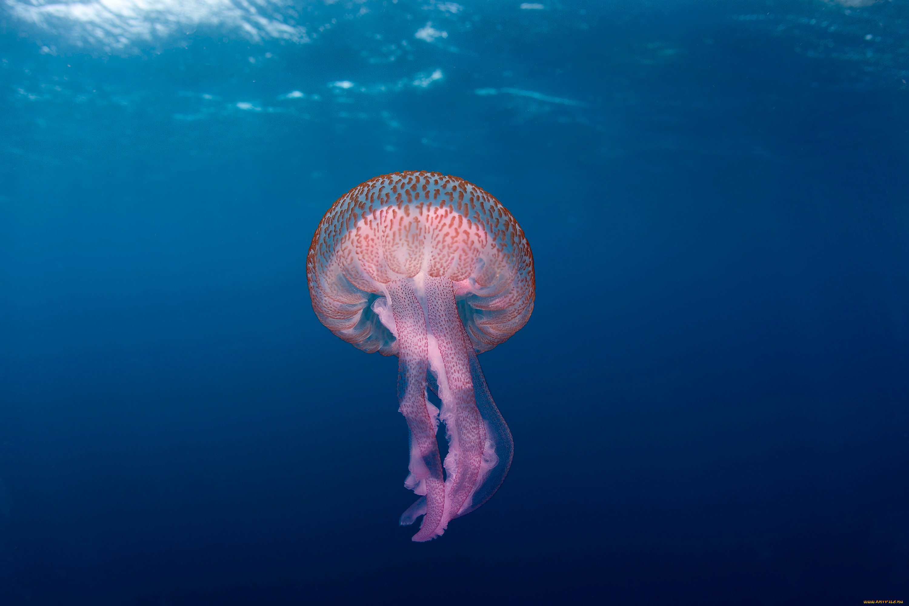 животные, медузы, море, океан, вода, мир, подводный