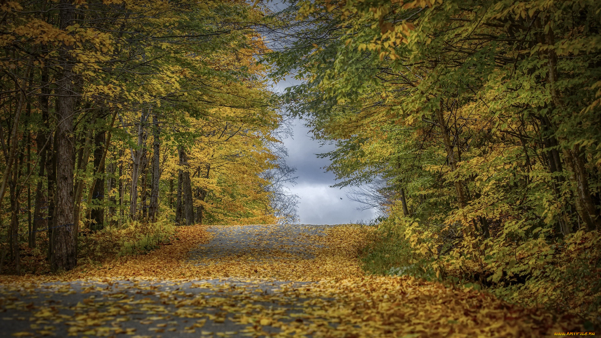 природа, дороги, дорога, желтые, листья, осень, деревья, растения