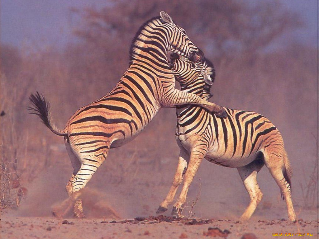 животные, зебры