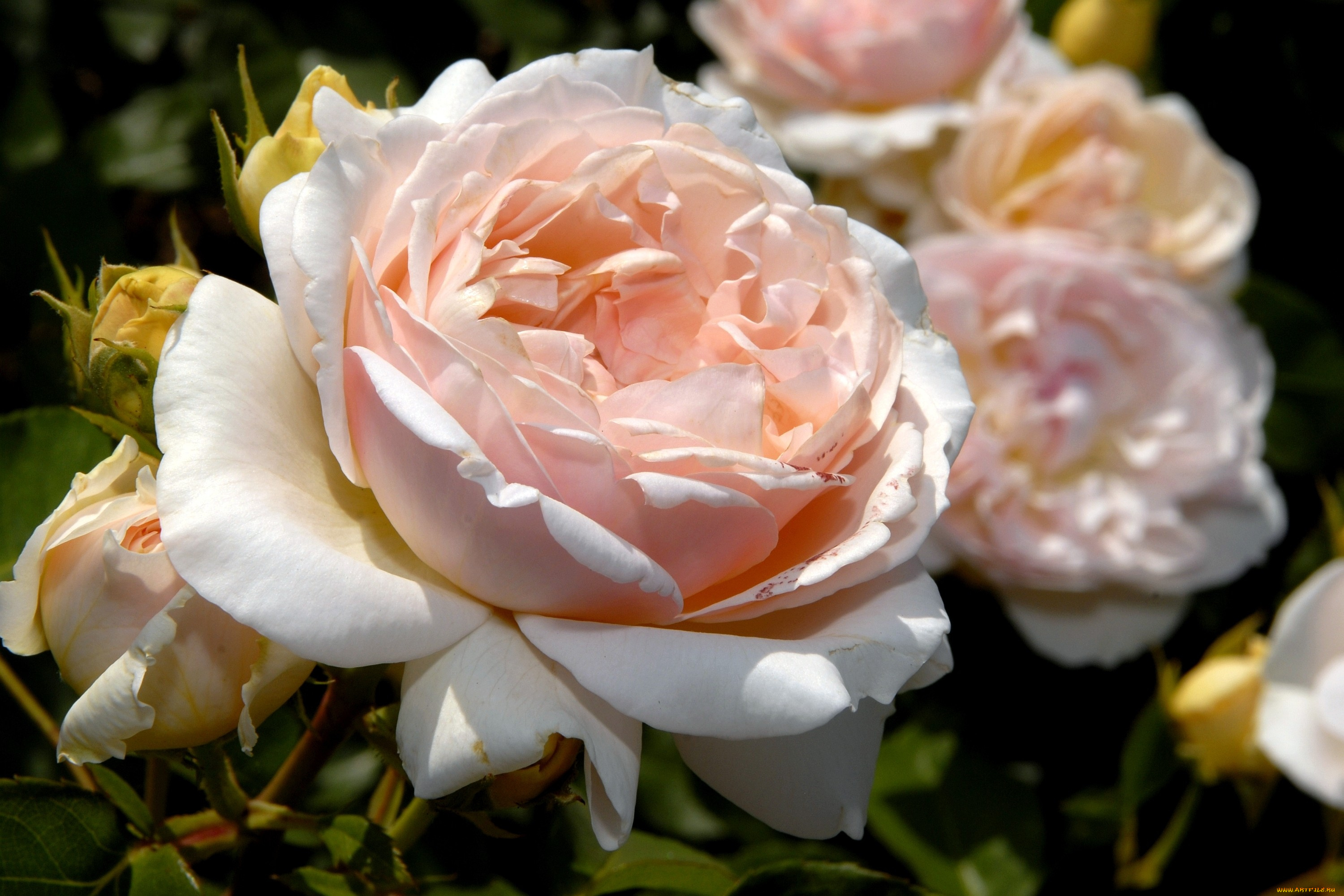 цветы, розы, большой, бледно-розовый
