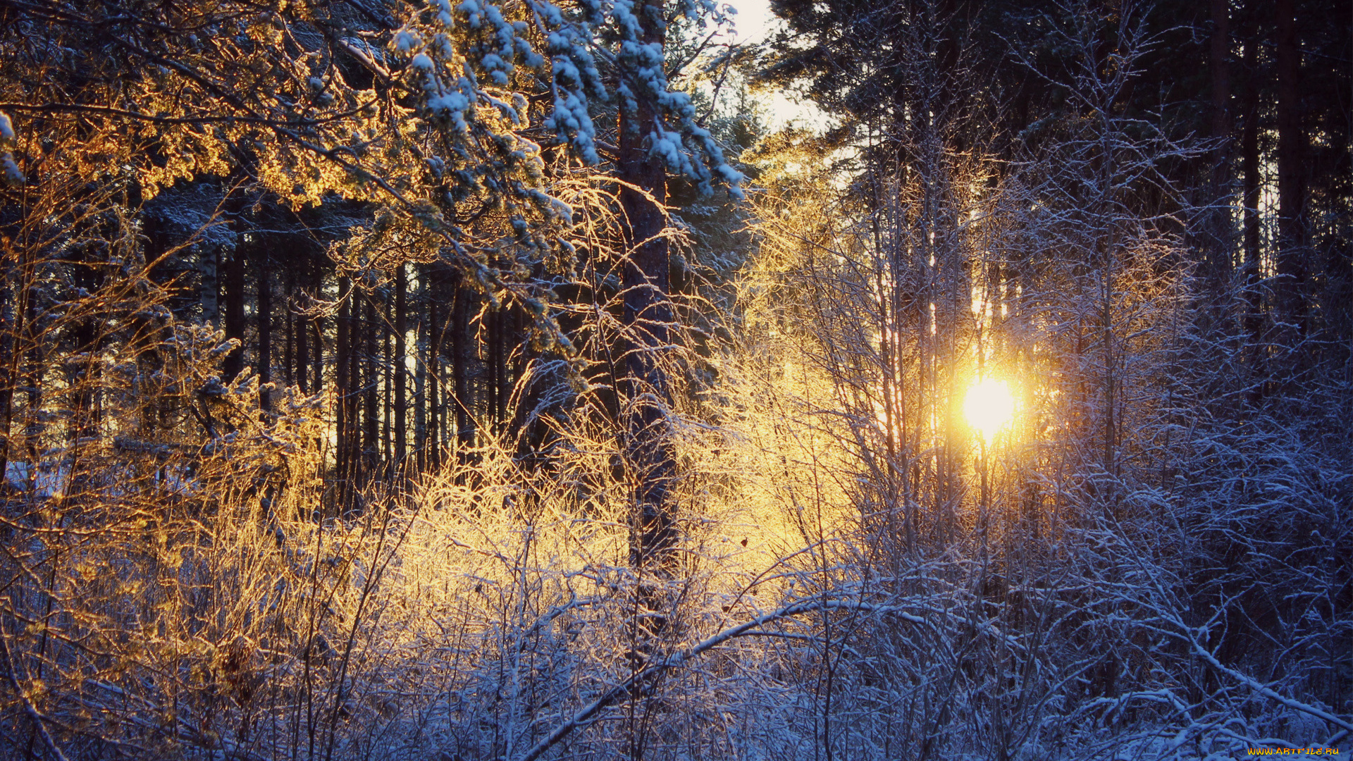 природа, восходы, закаты, иней, свет, лес, зима
