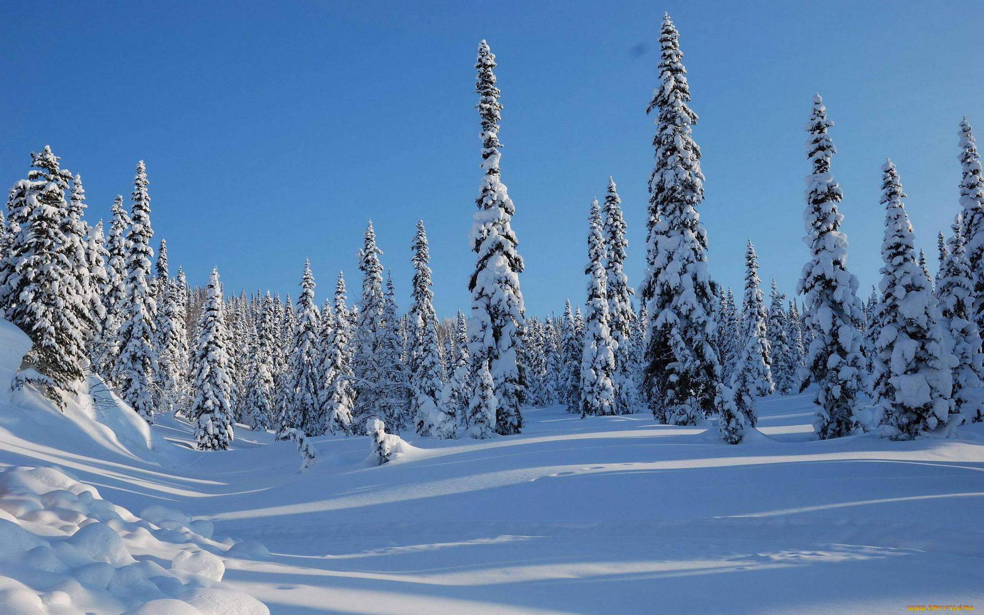 природа, зима, небо, деревья, лес, ёлки, снег