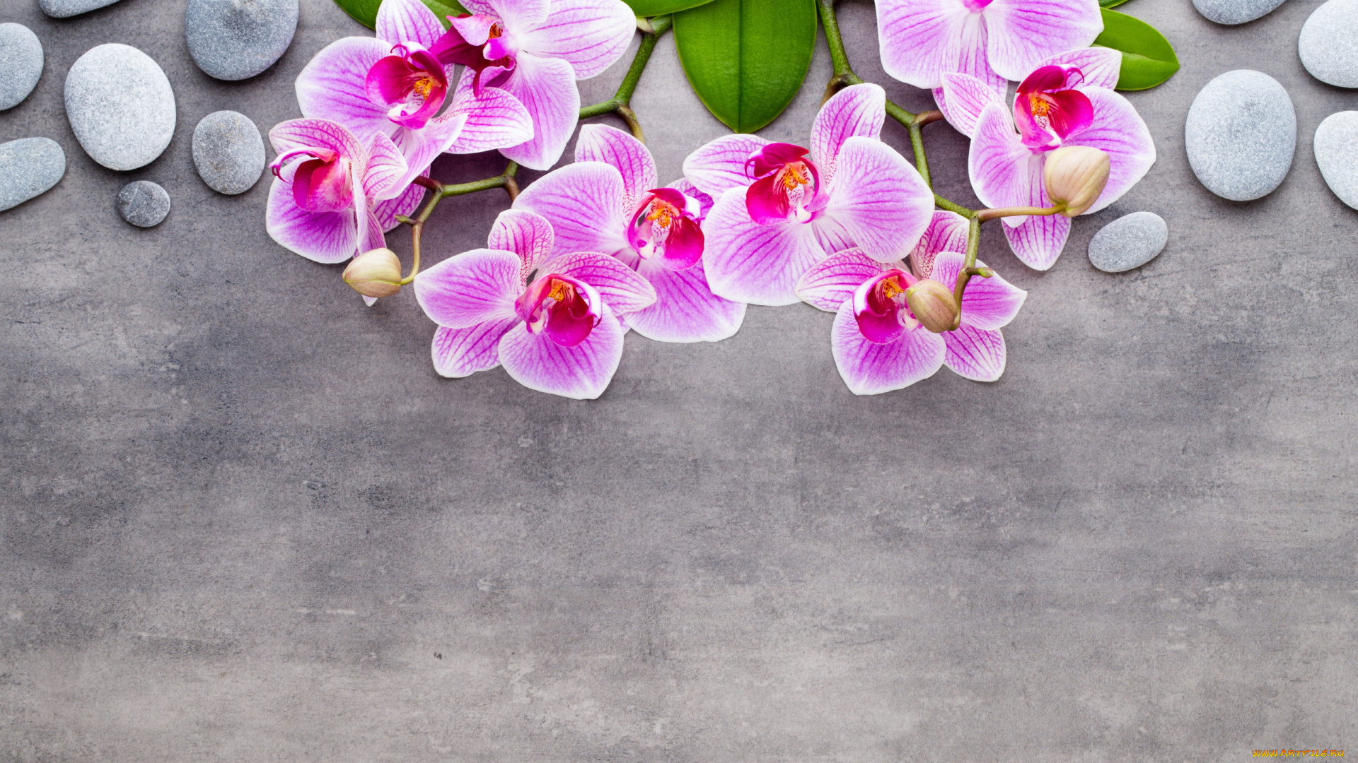 цветы, орхидеи, камешки, экзотика