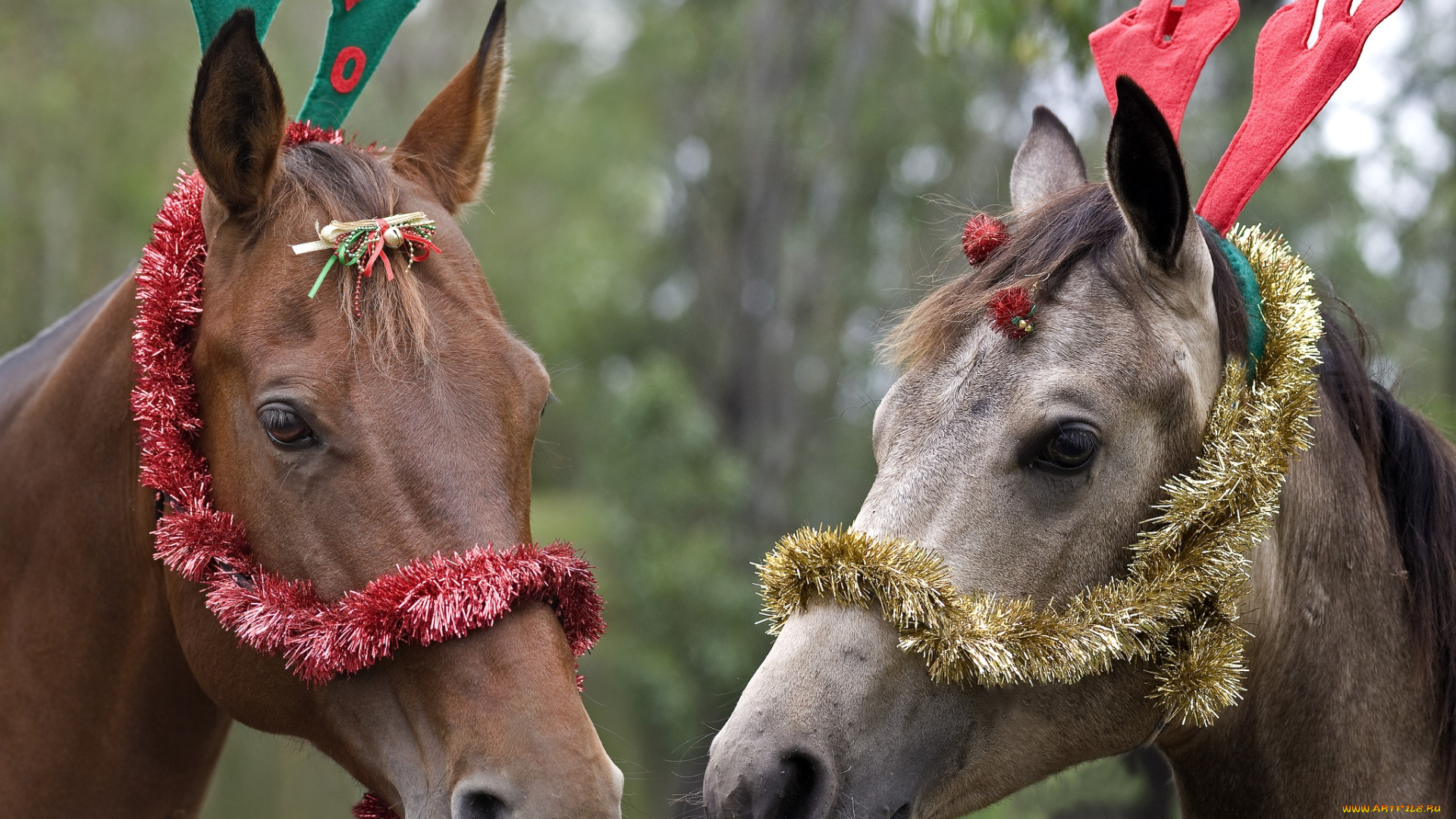 животные, лошади, забавные, праздник