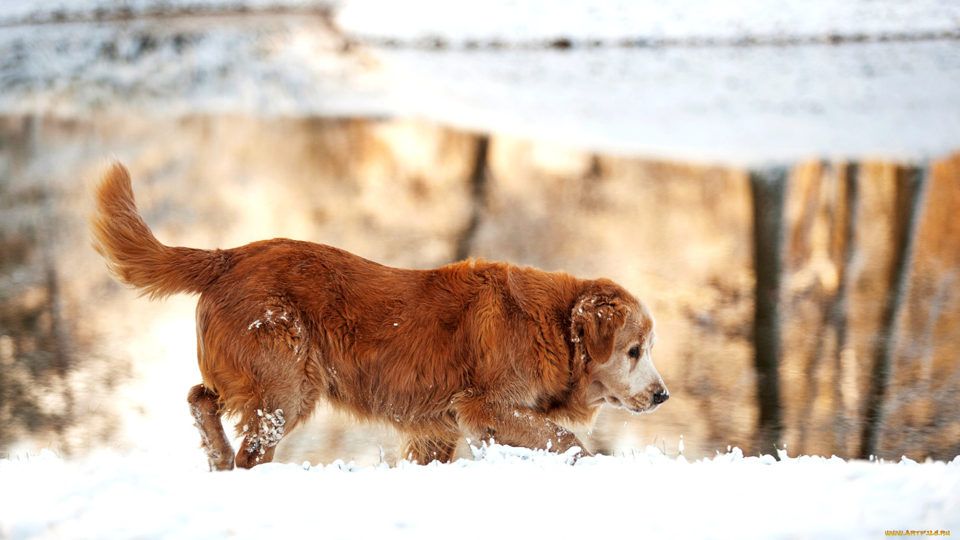 животные, собаки, природа, золотистый, ретривер, снег, собака, зима