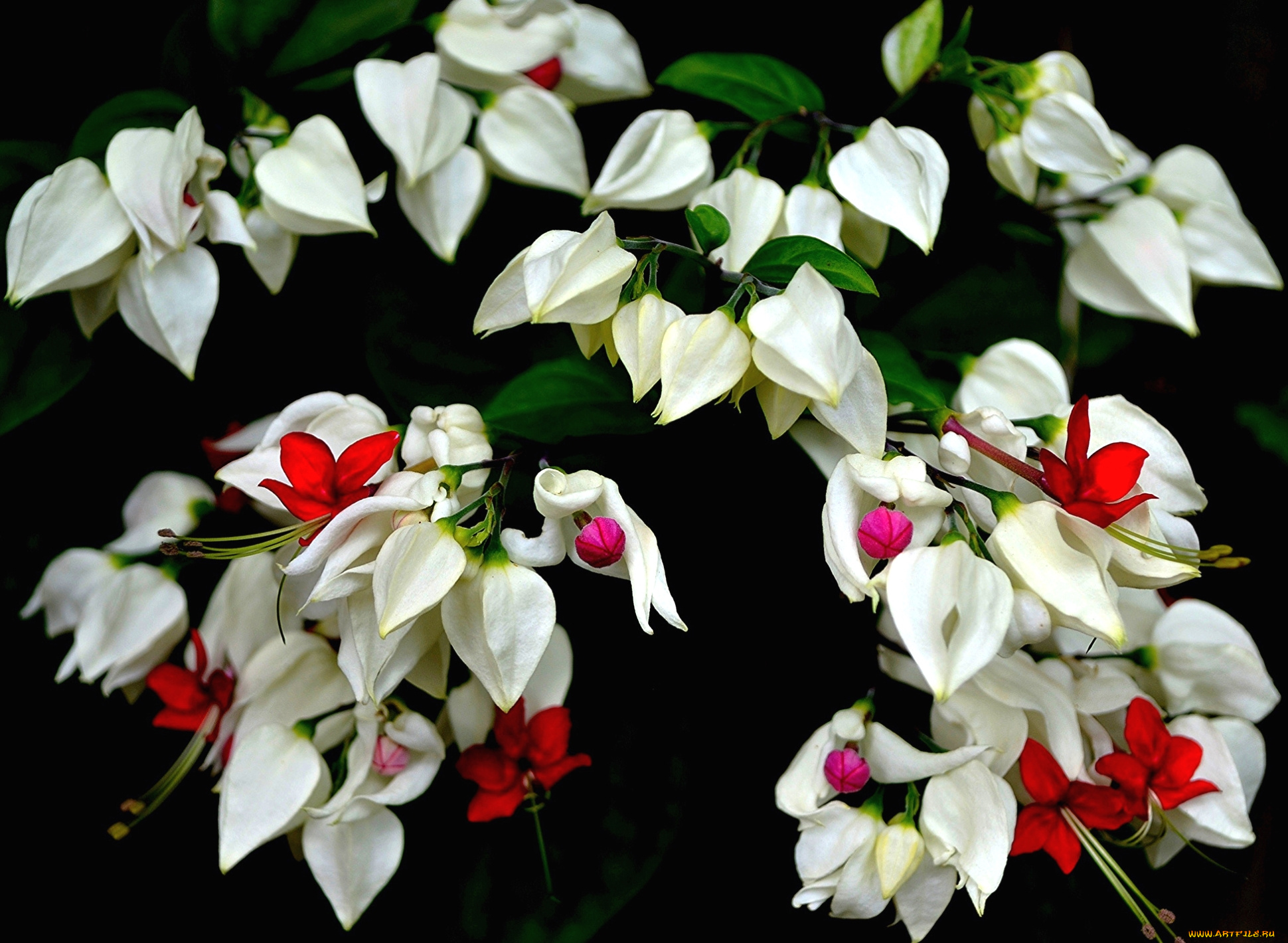 цветы, клеродендрумы, белый