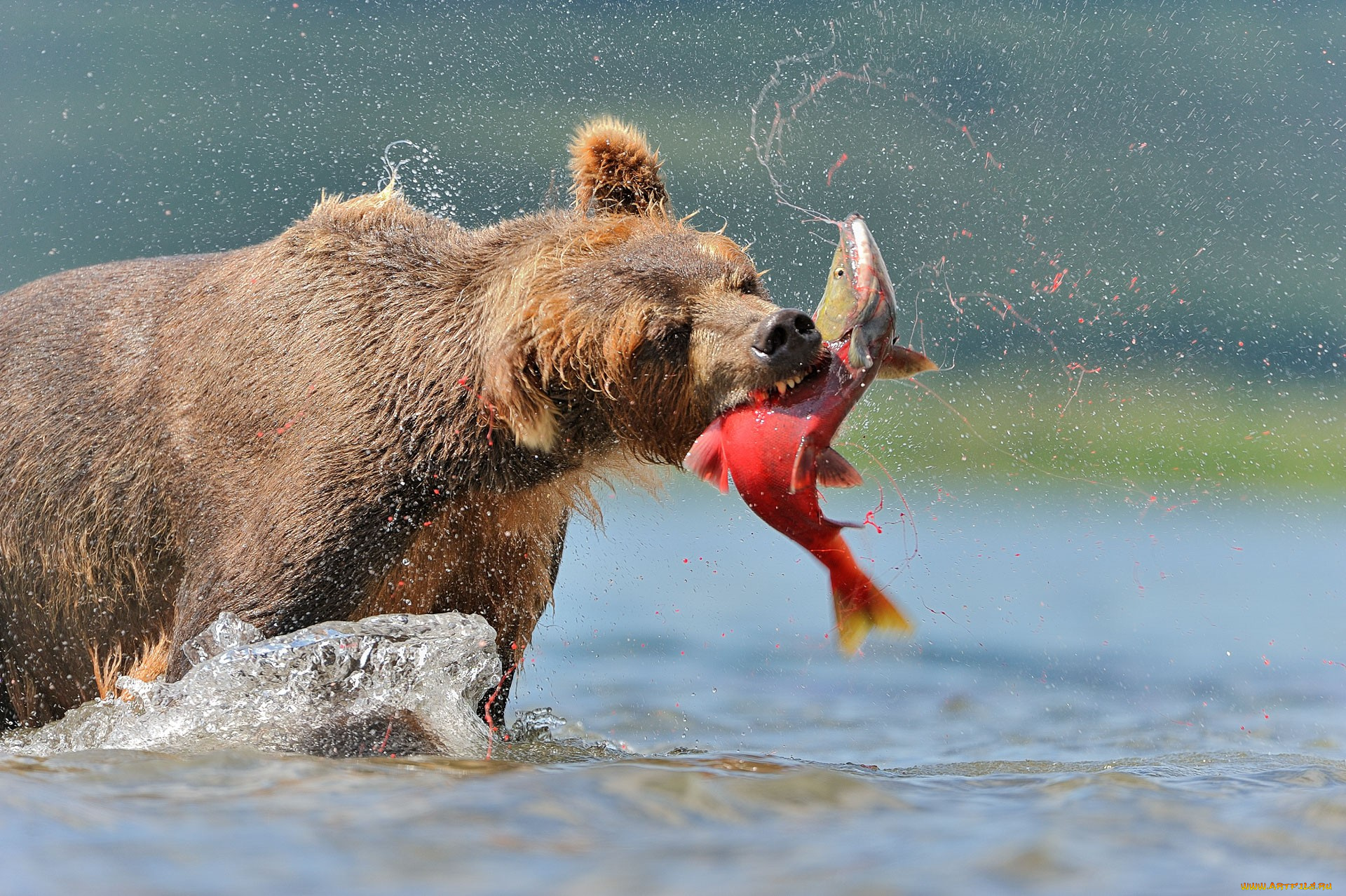 животные, медведи, рыбалка, обед, лосось, рыба, хищник, охота, бурый, медведь