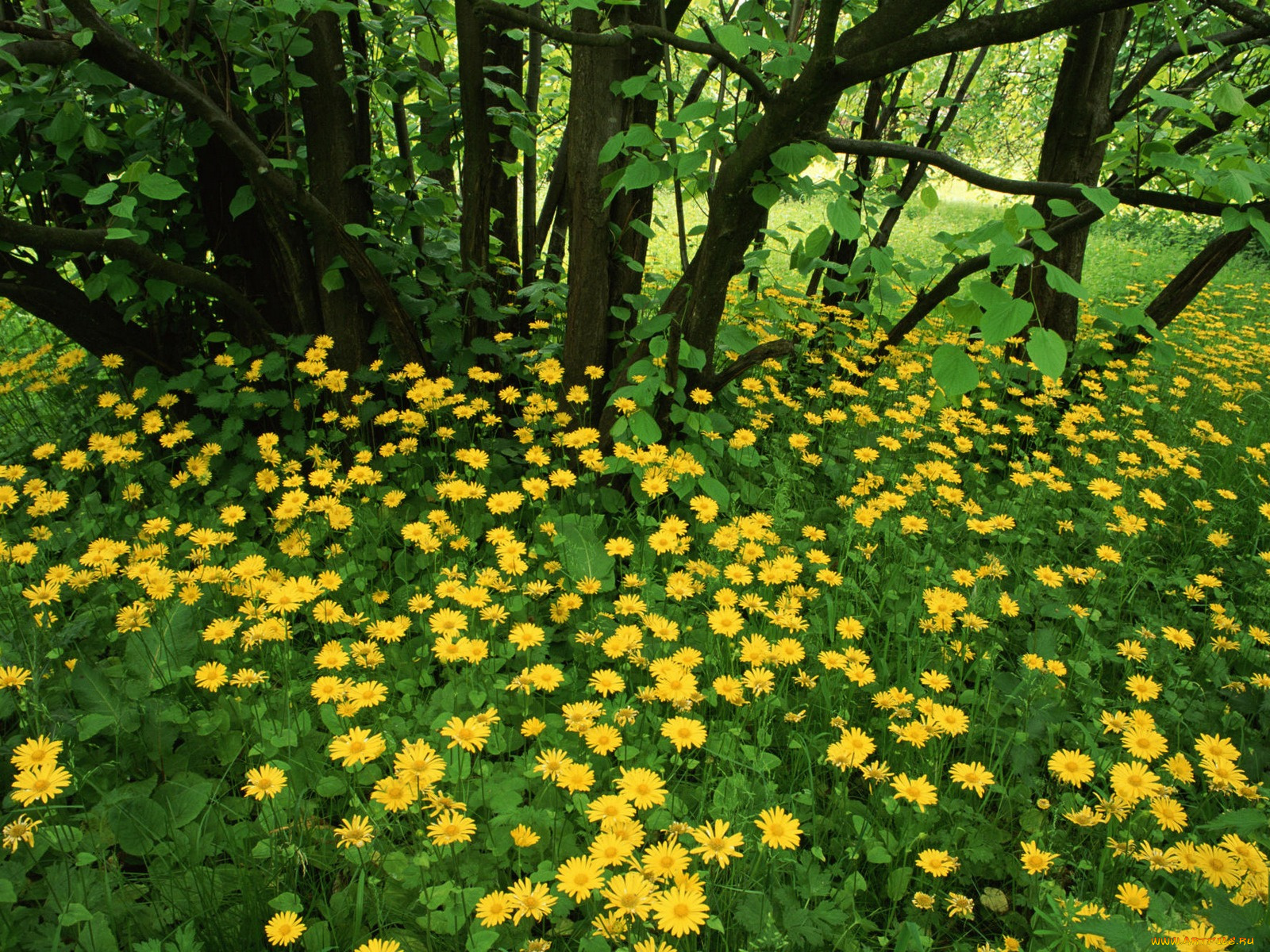 flowering, leopardsbane, scotland, цветы, луговые, полевые
