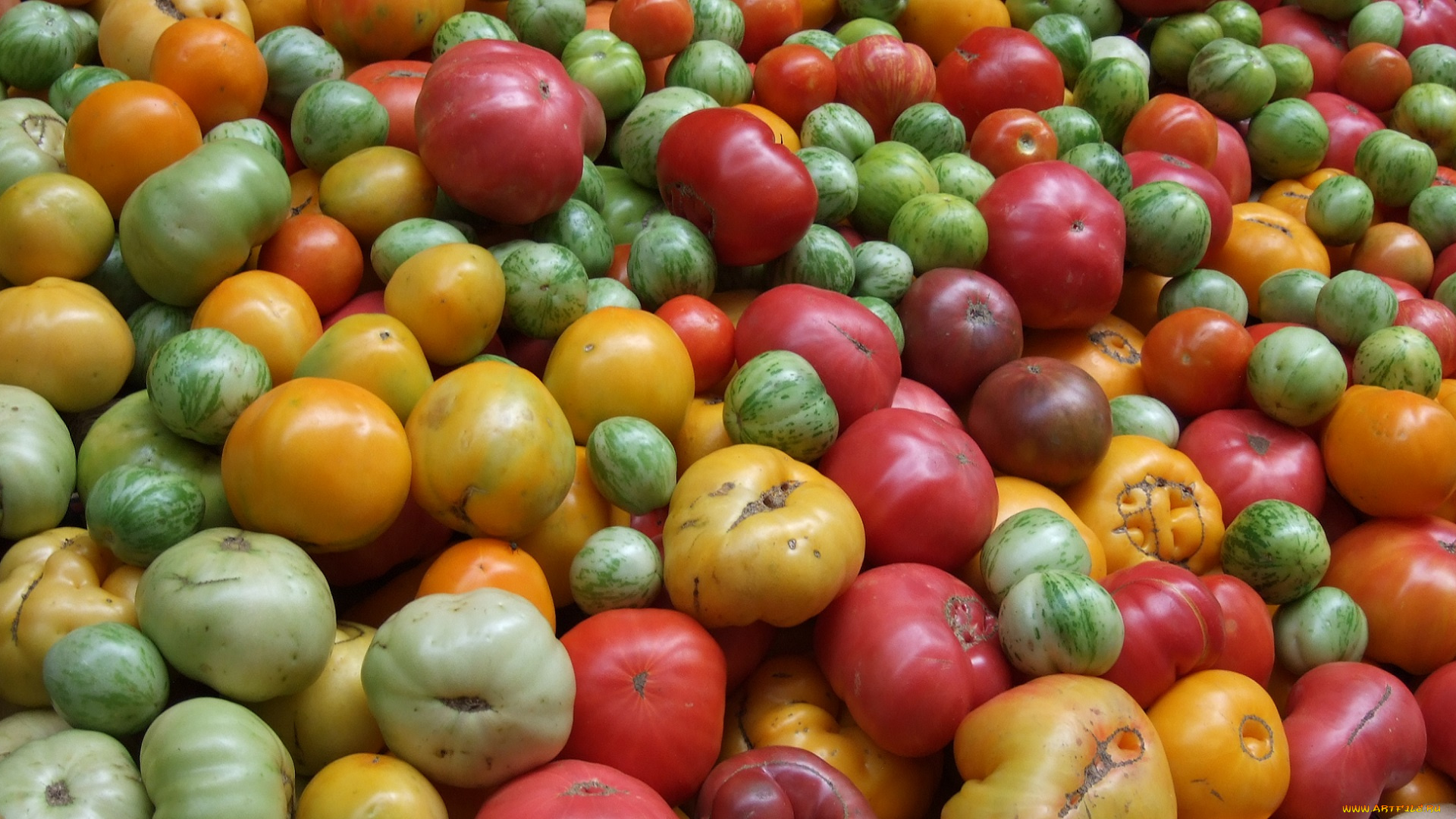 еда, помидоры, разноцветные, зелёные, красные, оранджевые