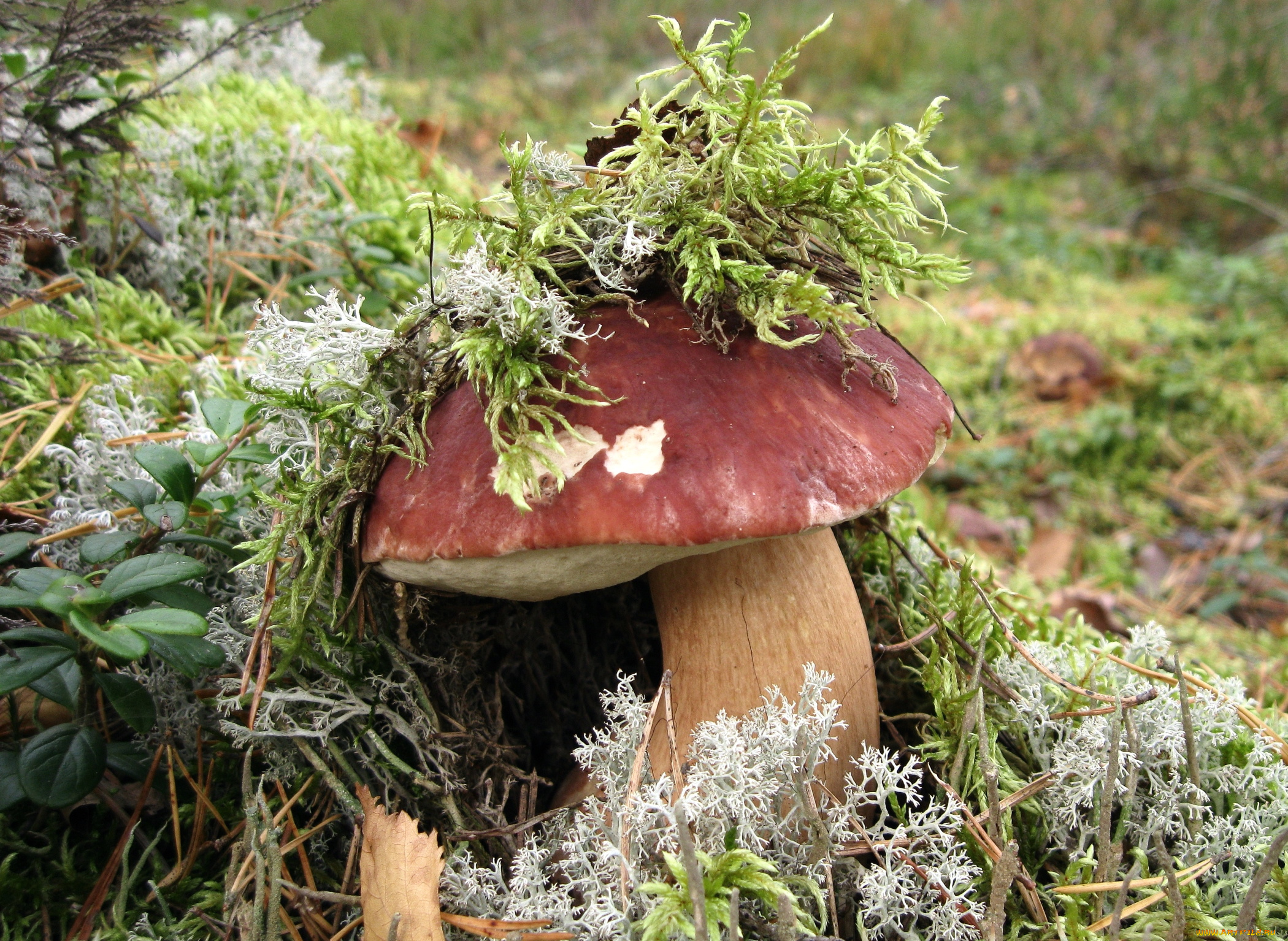 природа, грибы, мох
