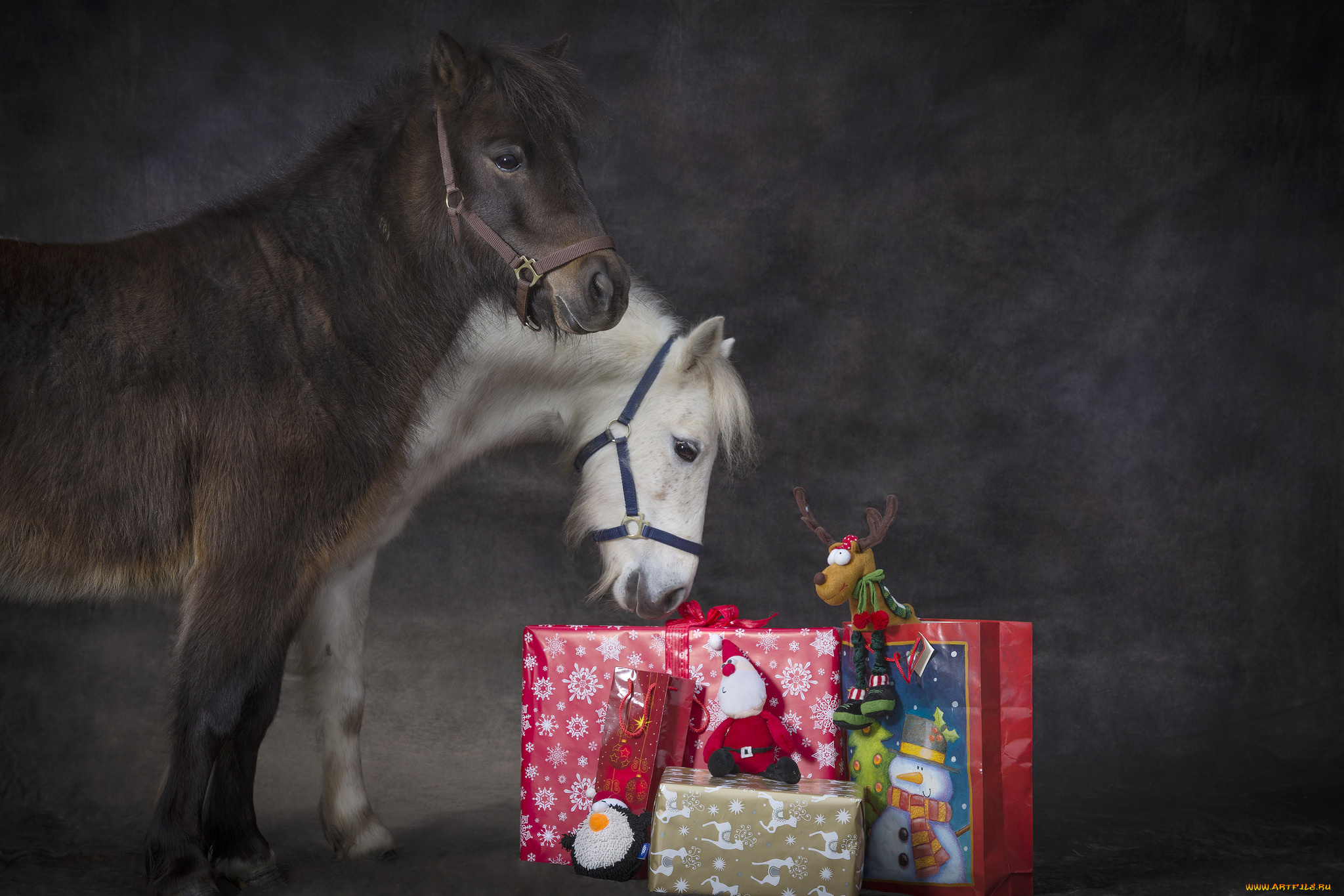 животные, лошади, пони, подарки, праздник, рождество, новый, год
