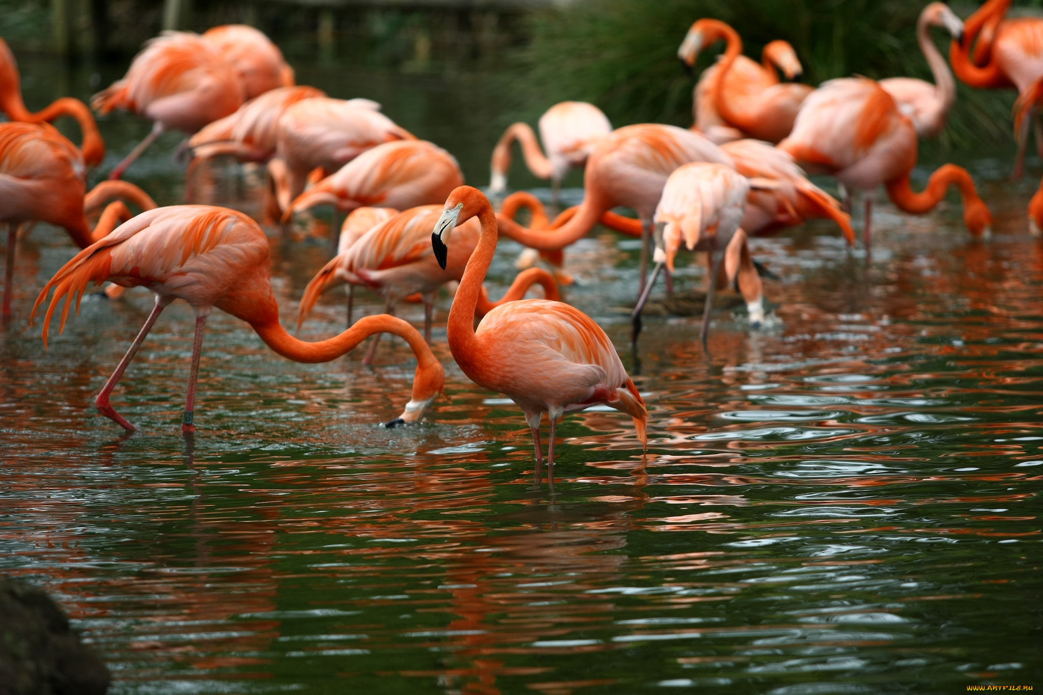 животные, фламинго, вода, розовый, отражение