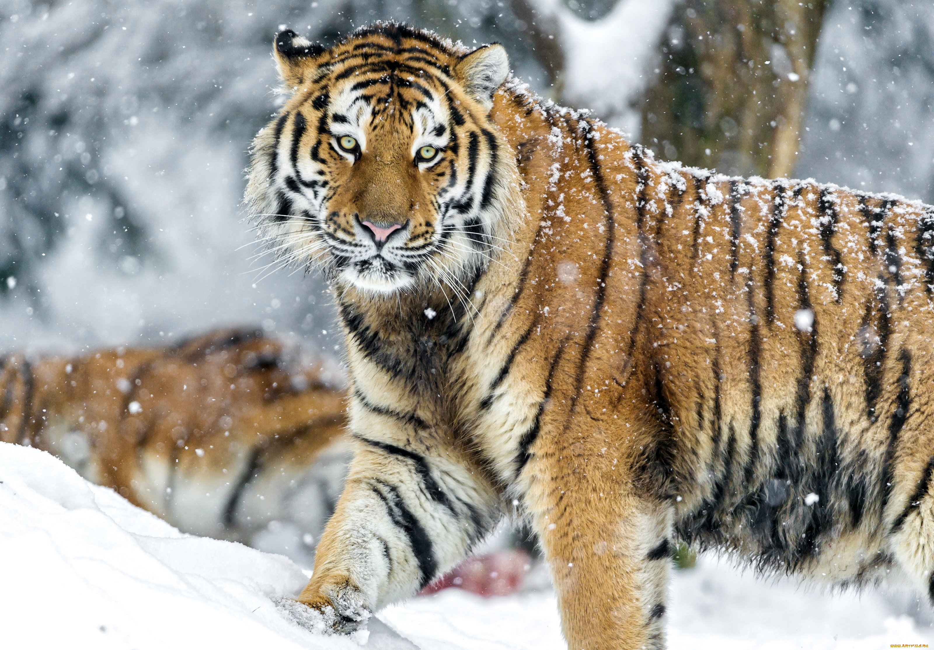 животные, тигры, хищник, снег, взгляд