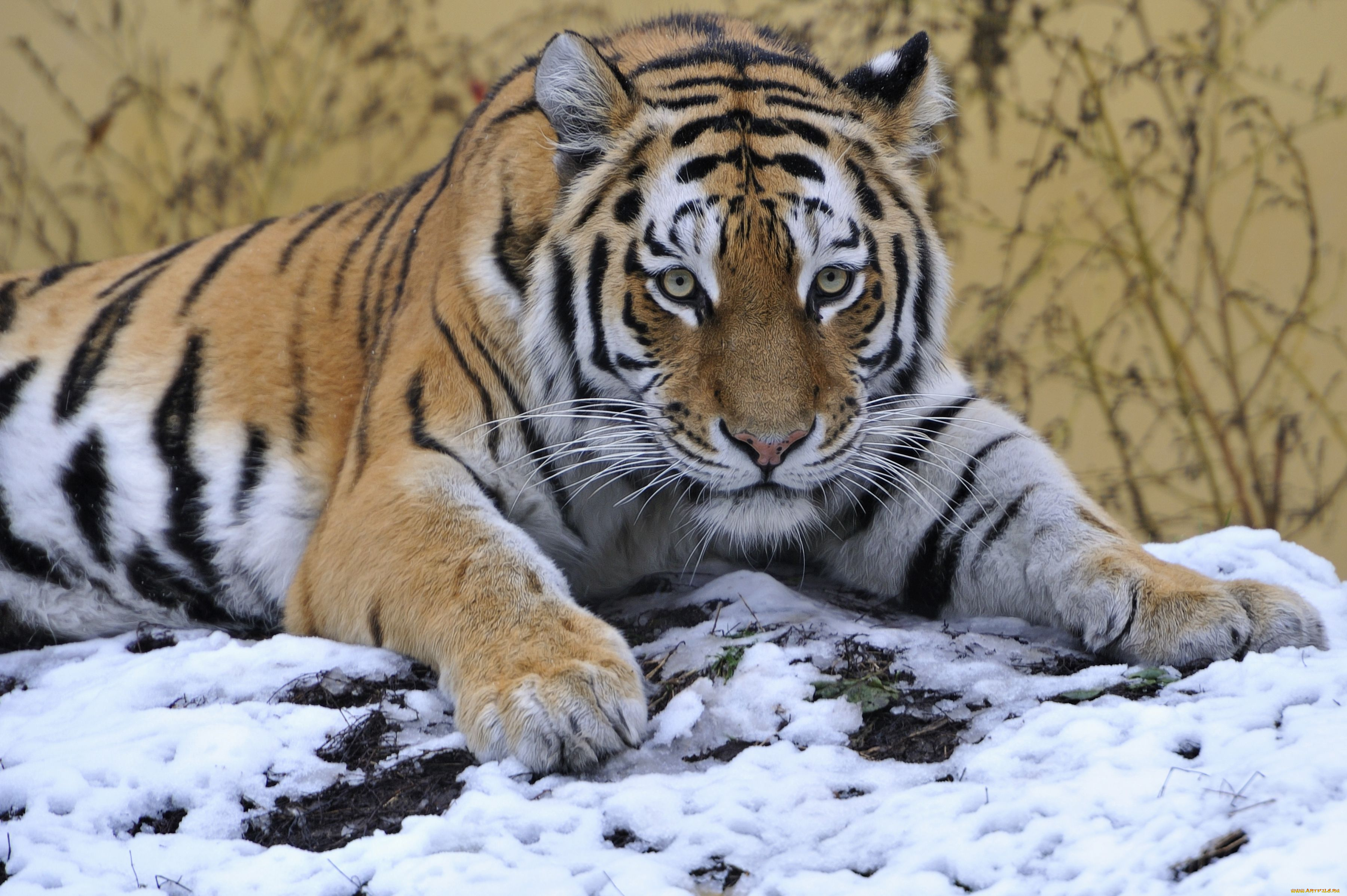 животные, тигры, снег, взгляд