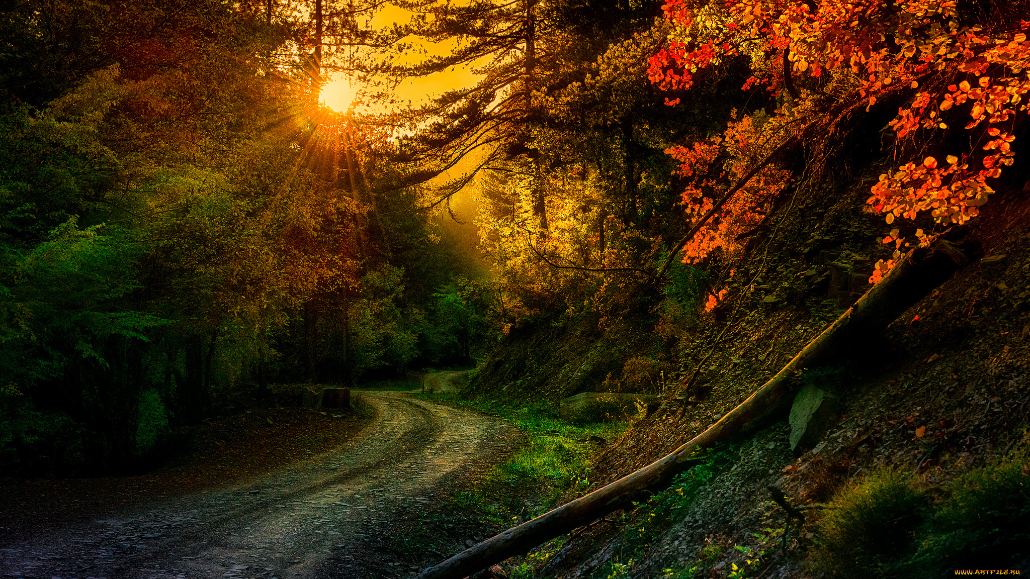 природа, дороги, лес, осень, краски, шоссе