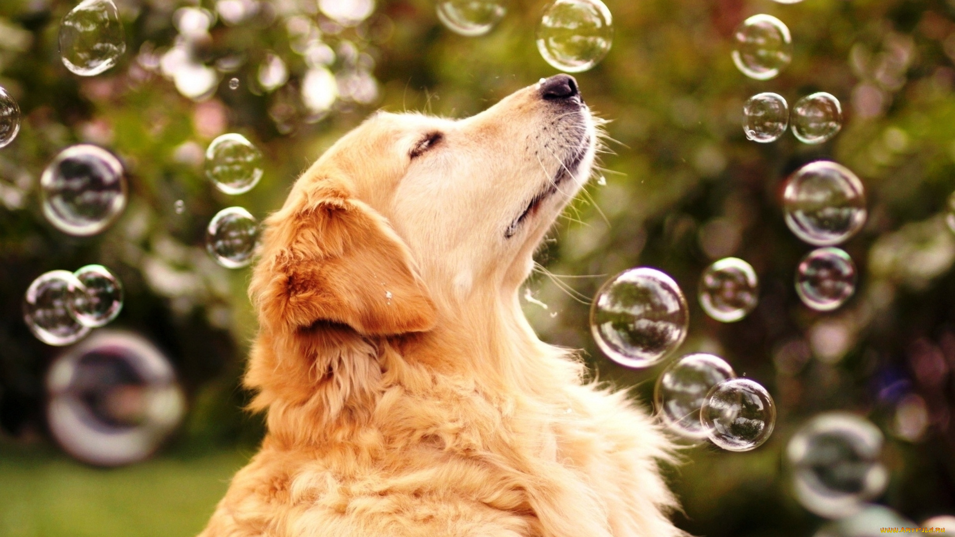 радость, жизни, животные, собаки, собака, радость, жизни, мыльные, пузыри