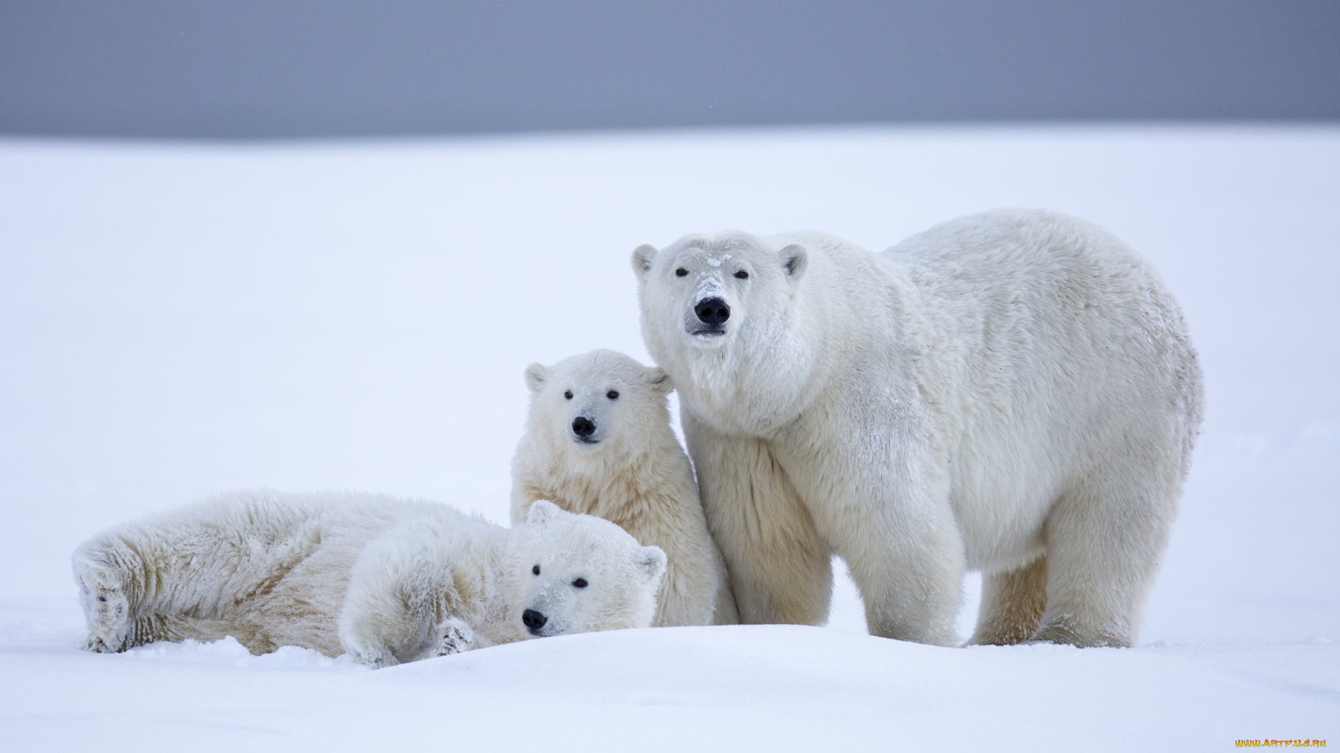 животные, медведи, полярный, снег, трио, семья