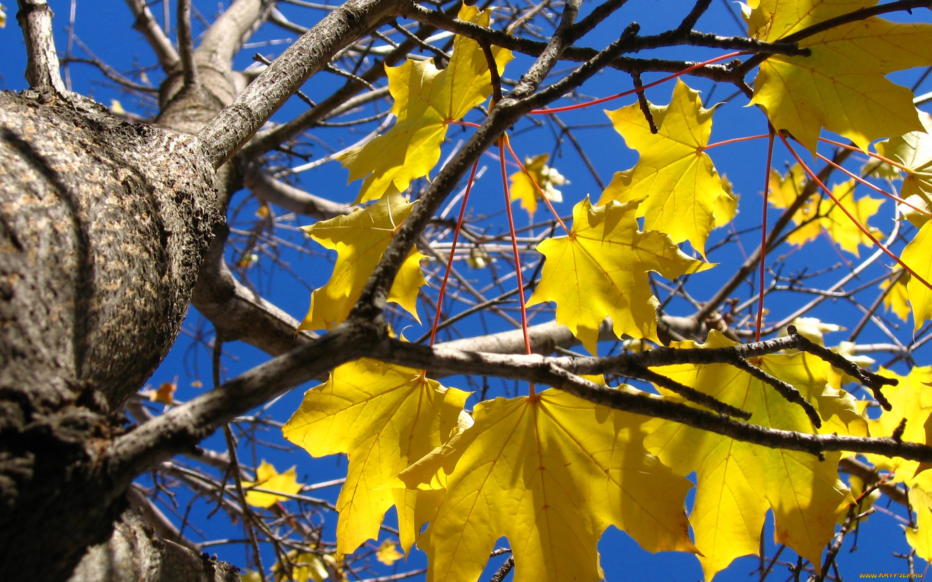 природа, деревья, осень, желтые, листья, клен, дерево