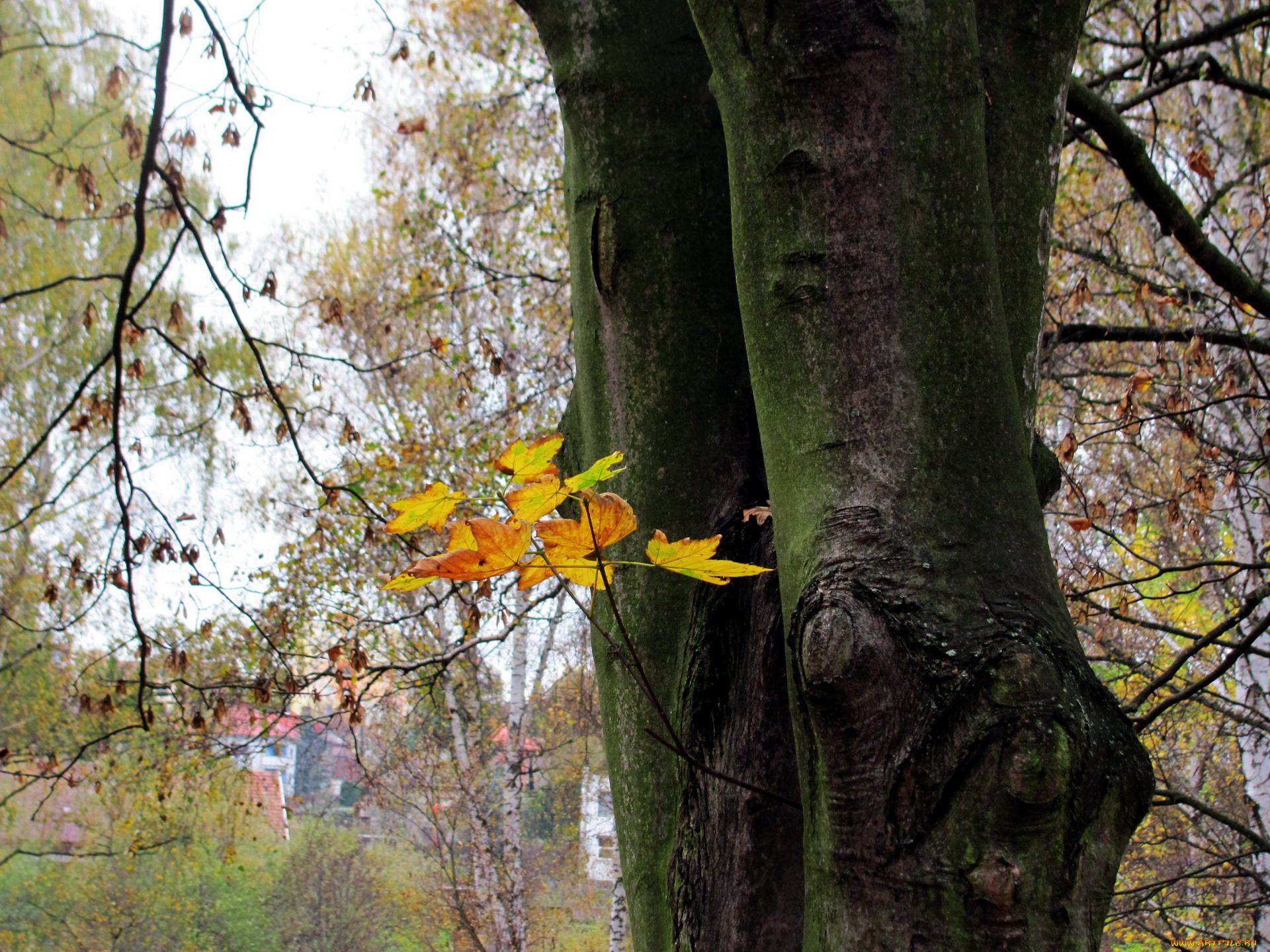 природа, деревья, ствол, осень