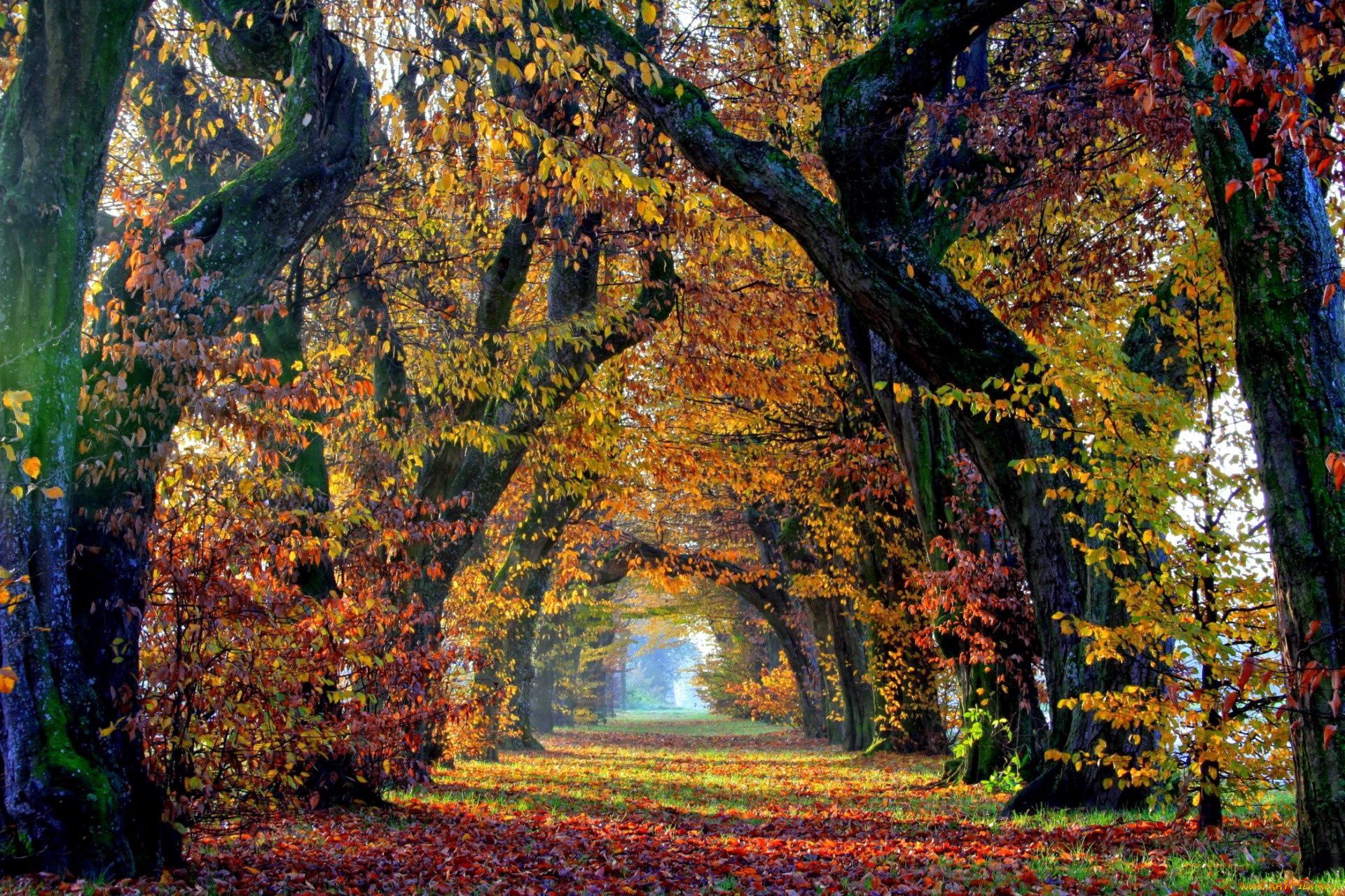 природа, парк, осень, аллея, листопад, листья