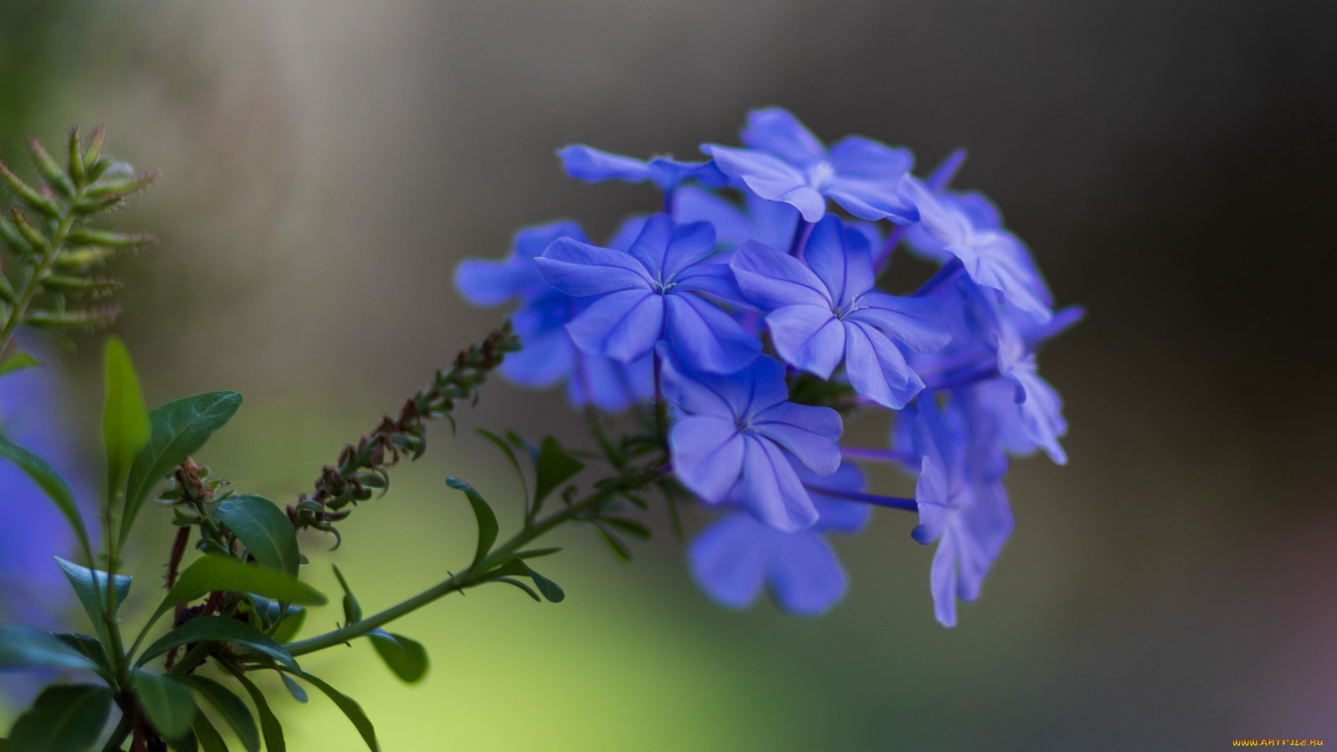 цветы, плюмбаго, , свинчатка, синий