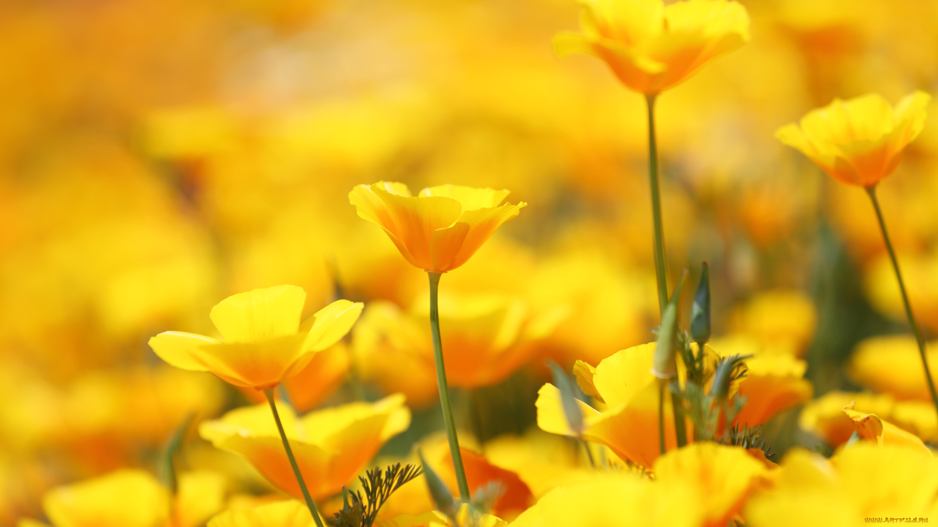цветы, эшшольция, калифорнийский, мак, желтый