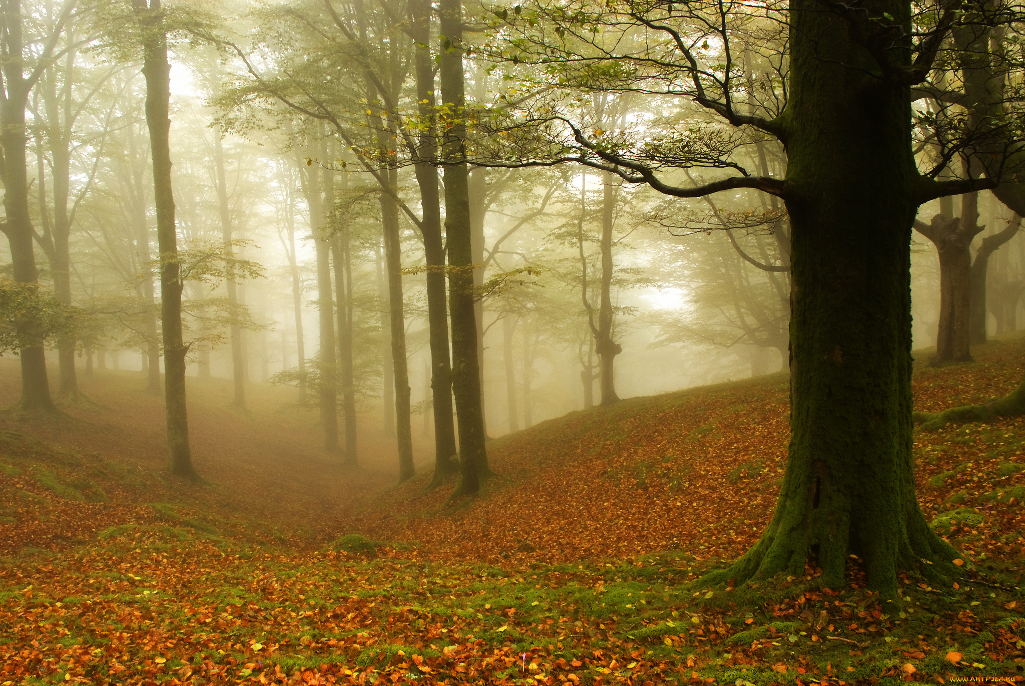 природа, лес, осень, деревья, листья, туман