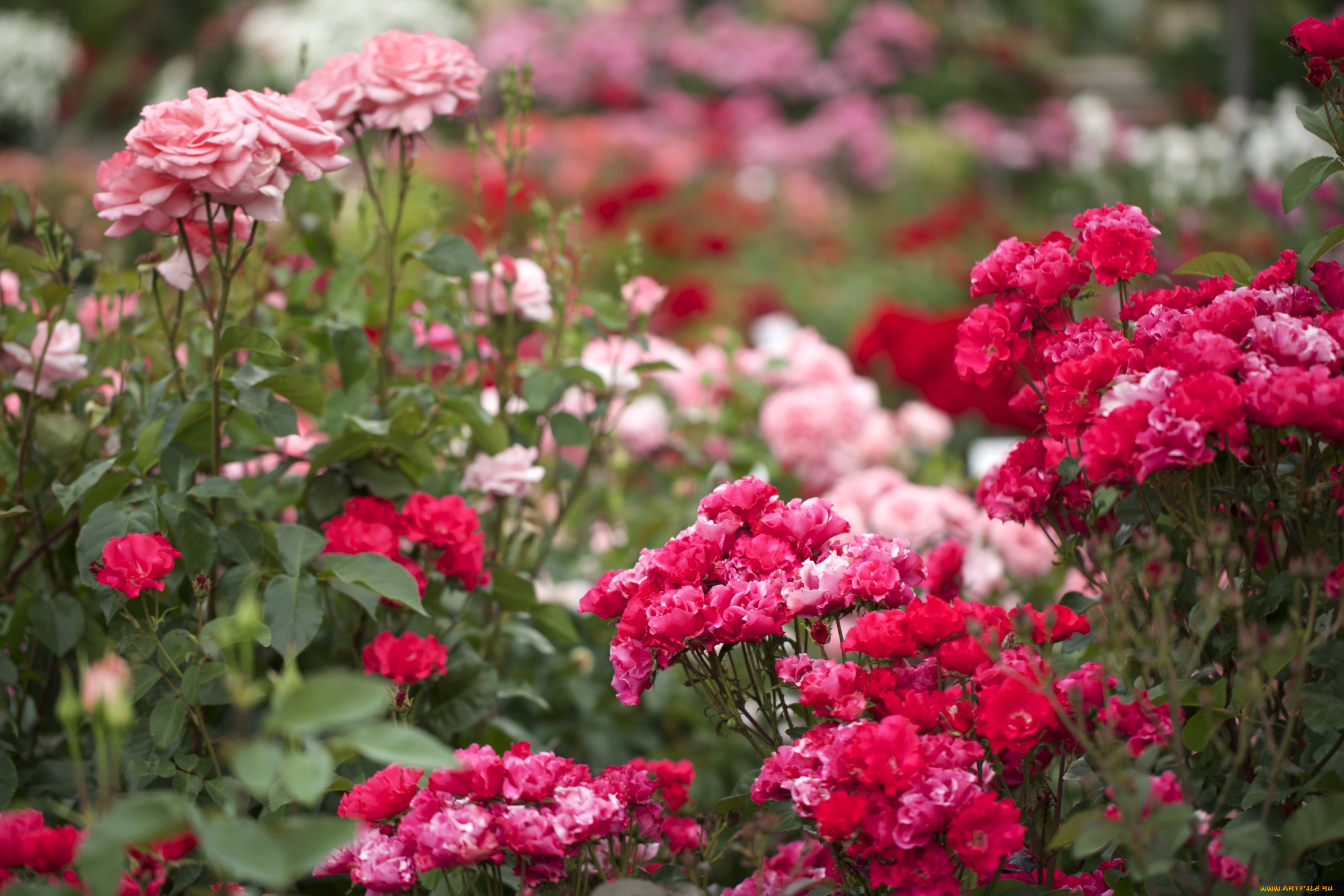 цветы, розы, кусты, много, розовый