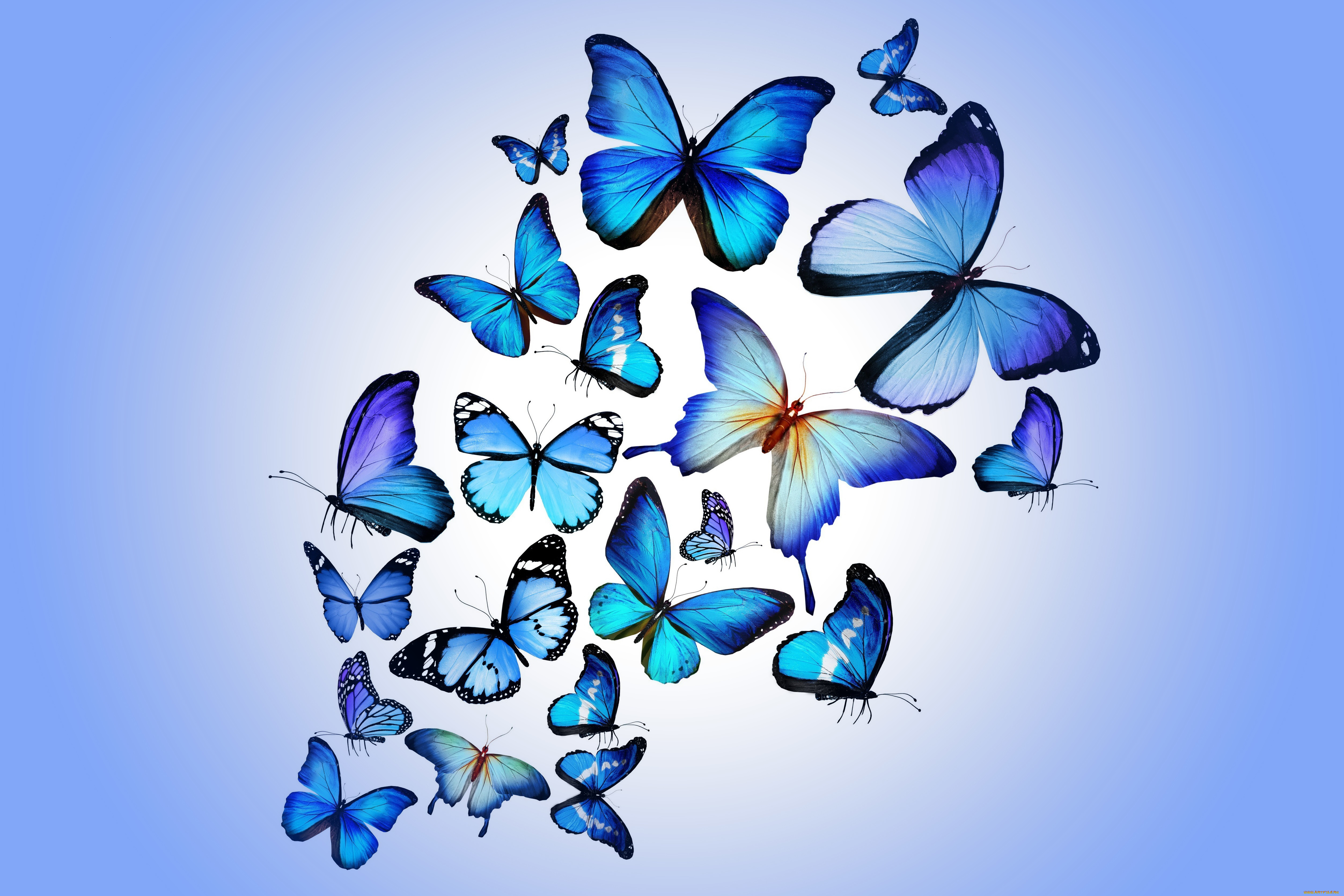 рисованные, животные, , бабочки, бабочки, blue, colorful, marika, design, butterflies