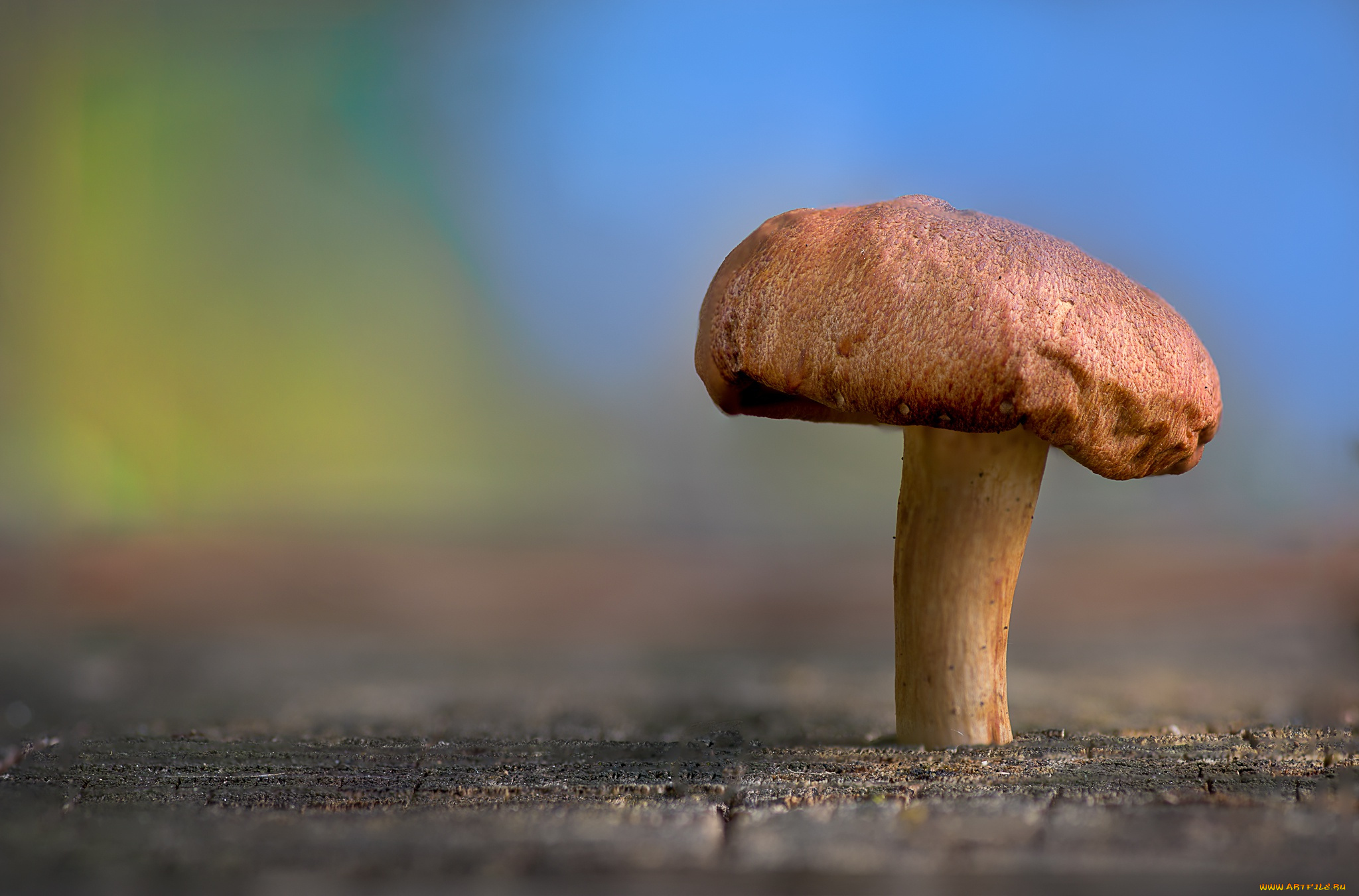природа, грибы, nature, beauty, mushroom