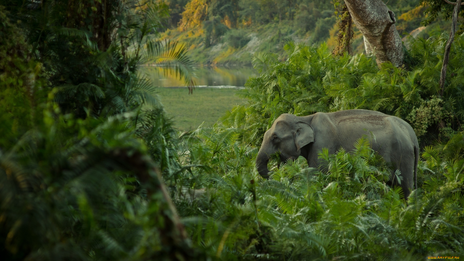 животные, слоны, заросли, джунгли