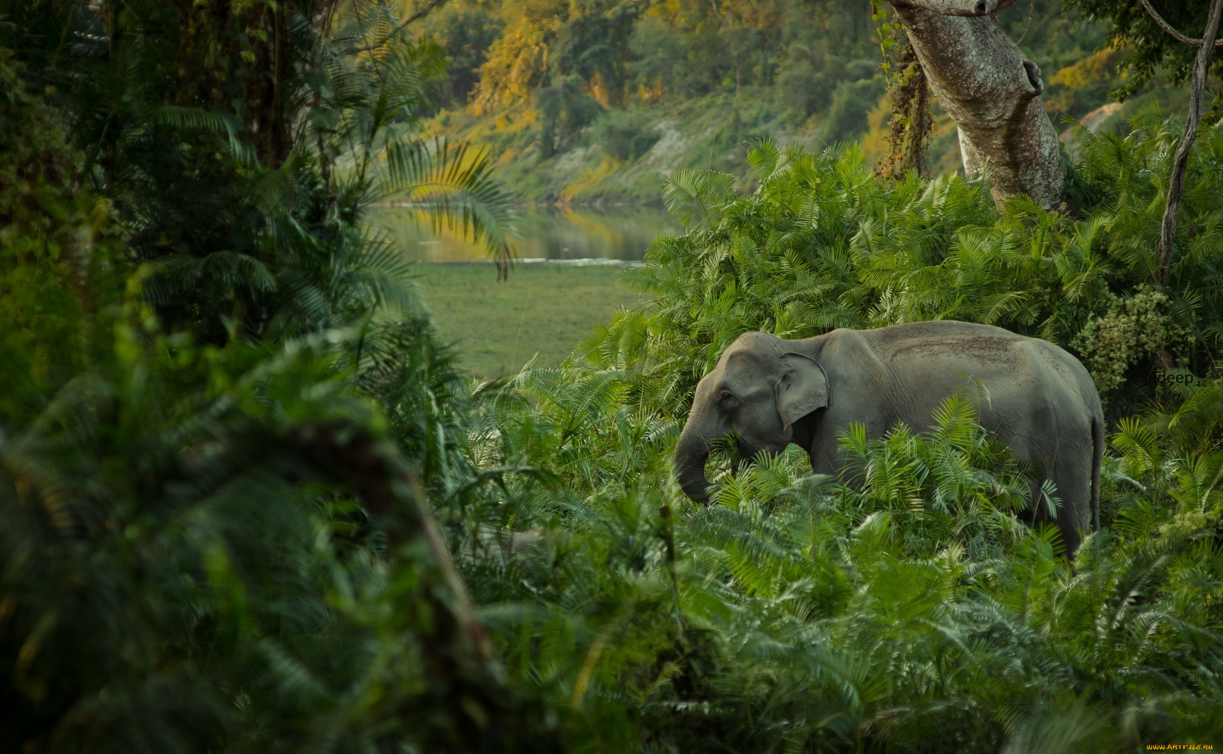 животные, слоны, заросли, джунгли