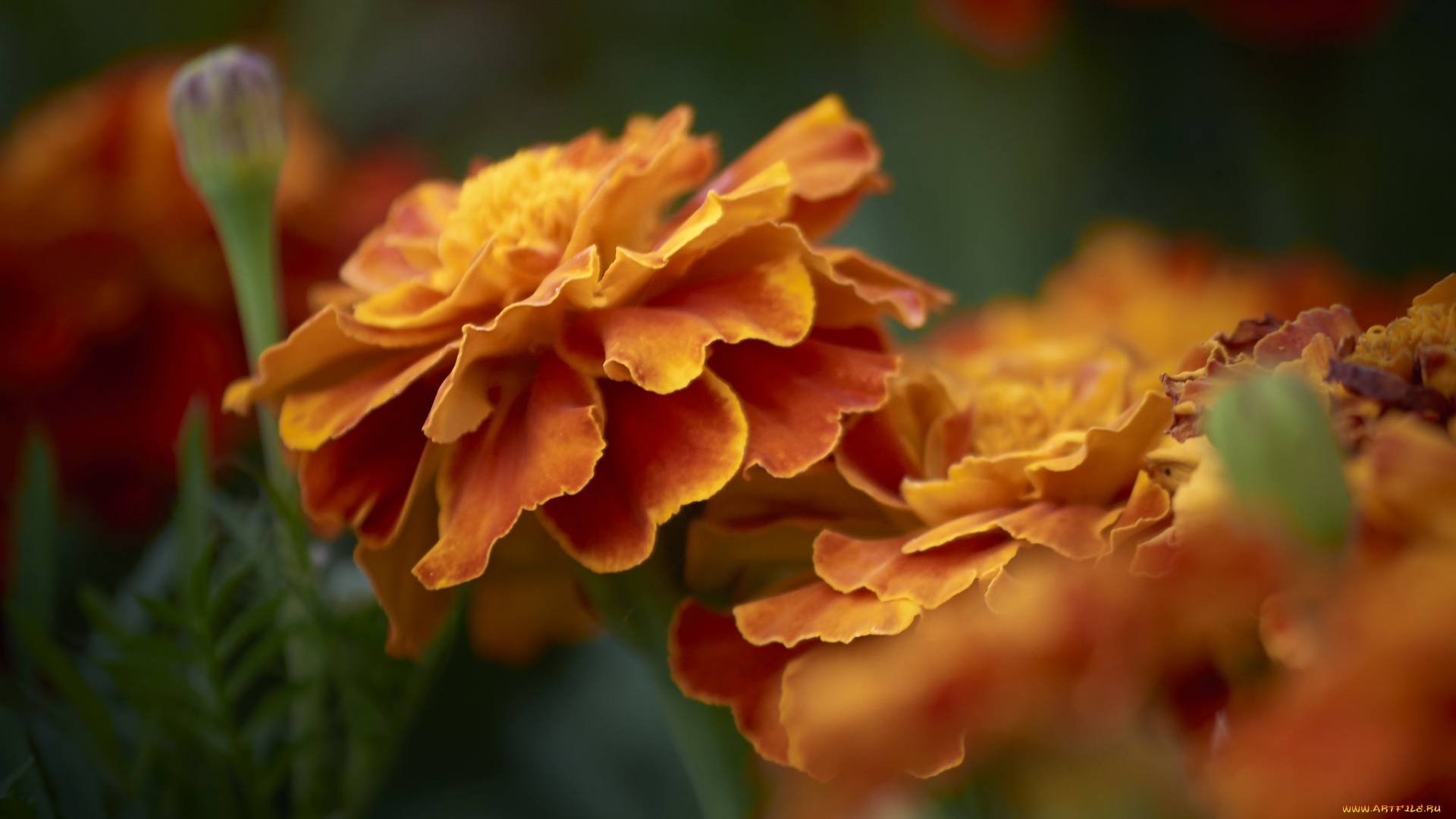 цветы, бархатцы, yellow, orange, marigold, цветение, кустики, желтые, bushes, flowering