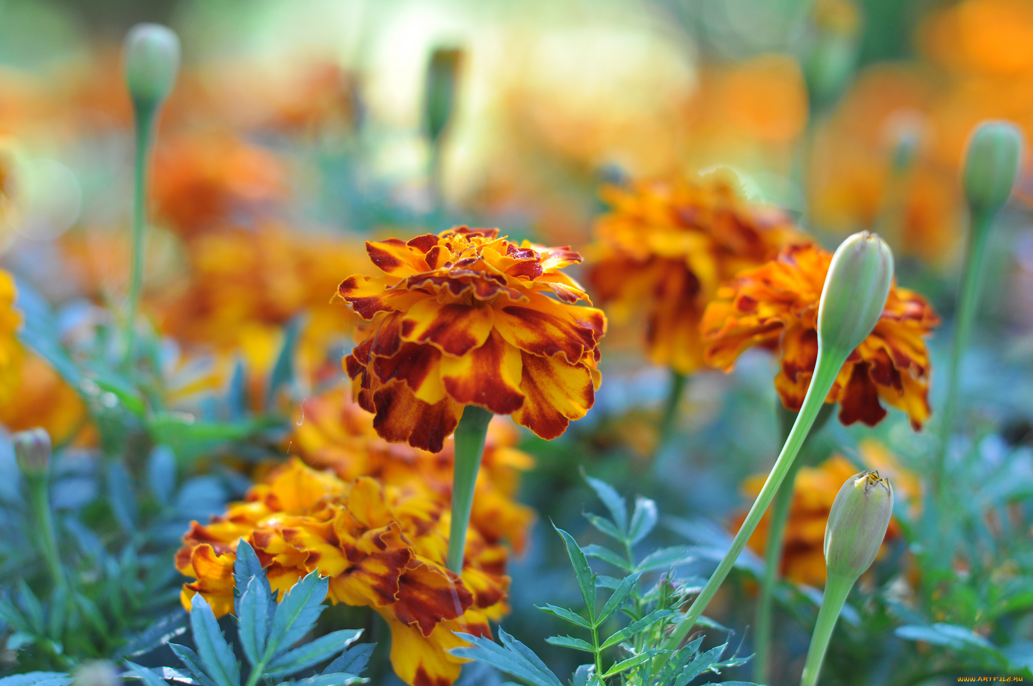 цветы, бархатцы, bushes, flowering, orange, yellow, цветение, кустики, желтые, marigold