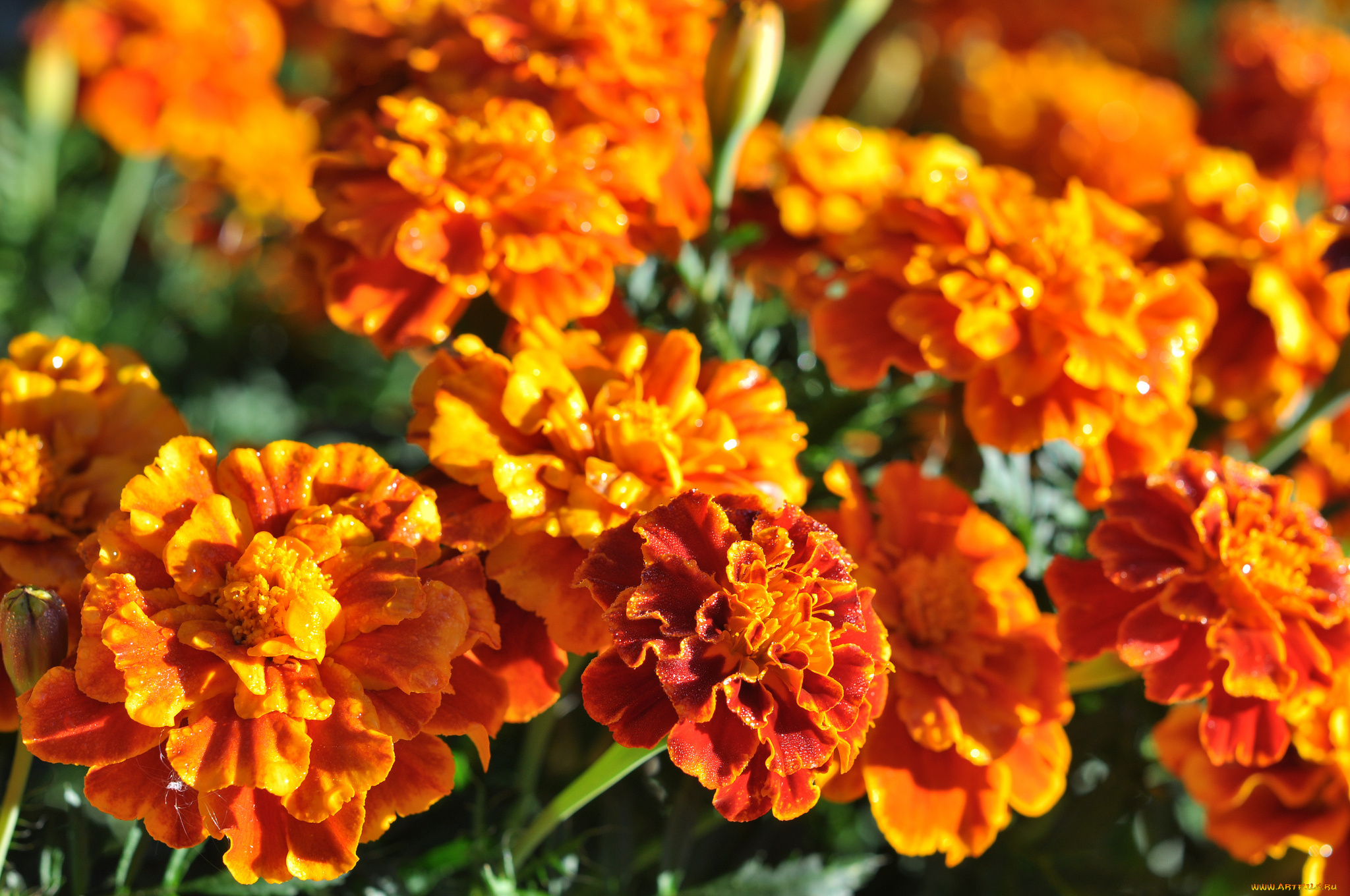 цветы, бархатцы, marigold, bushes, flowering, orange, yellow, цветение, кустики, желтые