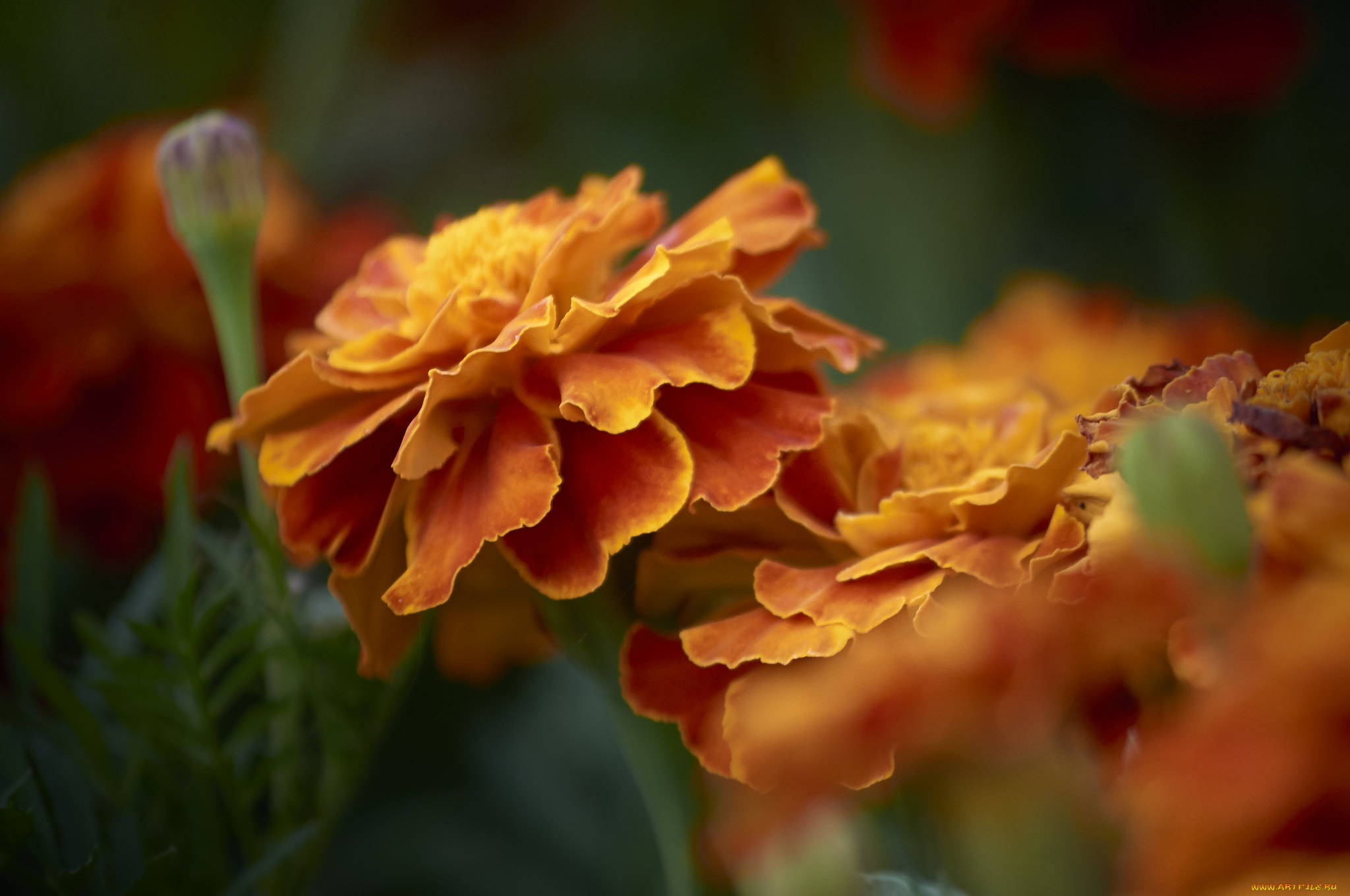 цветы, бархатцы, yellow, orange, marigold, цветение, кустики, желтые, bushes, flowering