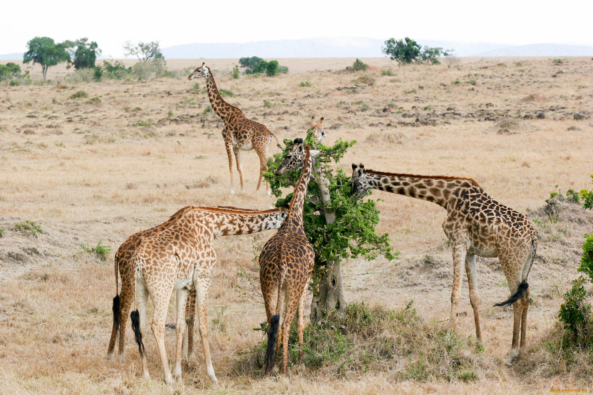 животные, жирафы, животное, окрас, жираф