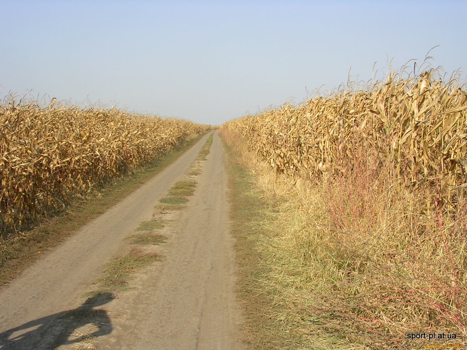 природа, дороги, дорога, кукуруза, поле