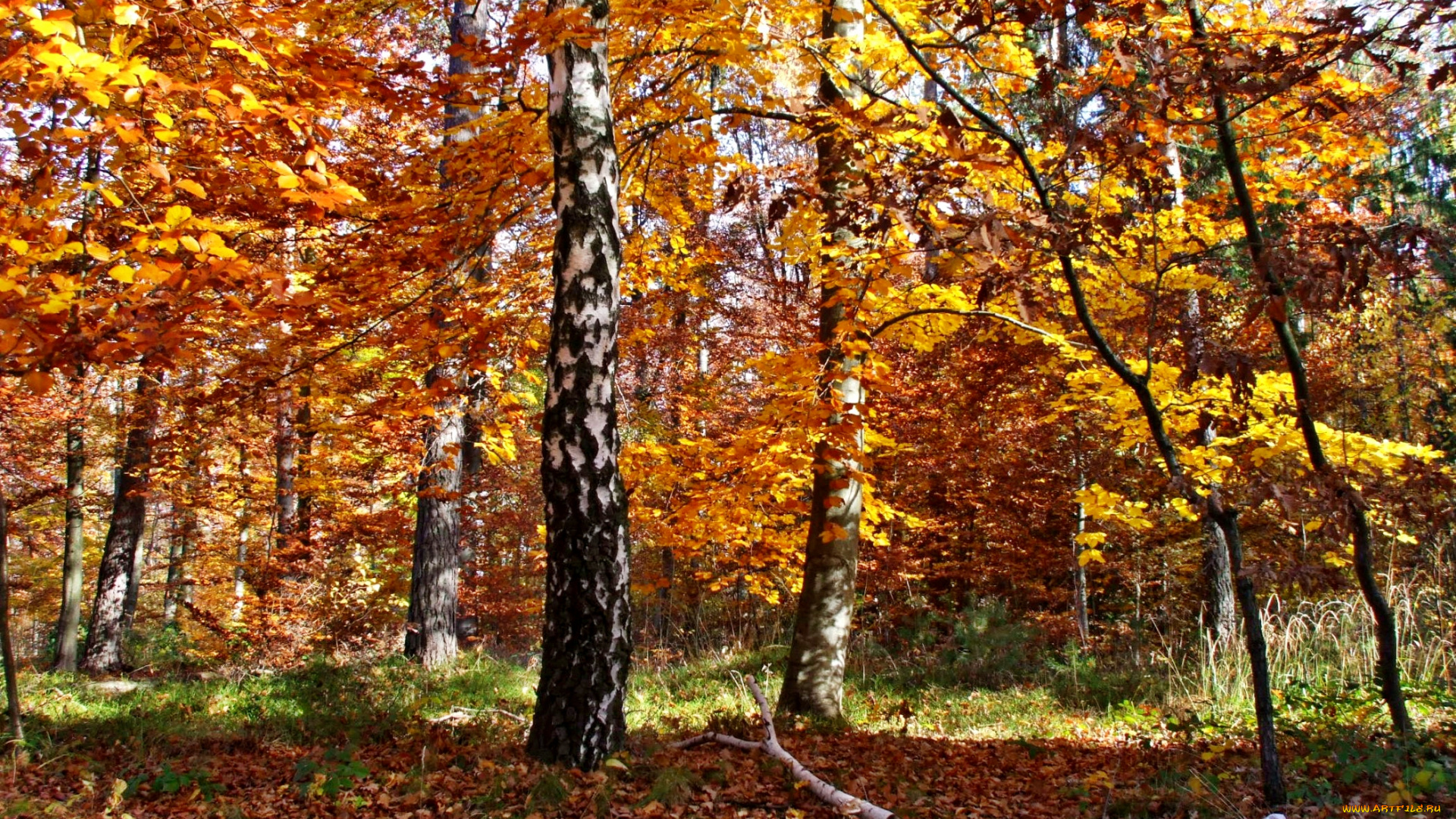 природа, лес, березы, листва, желтые, кроны, осень