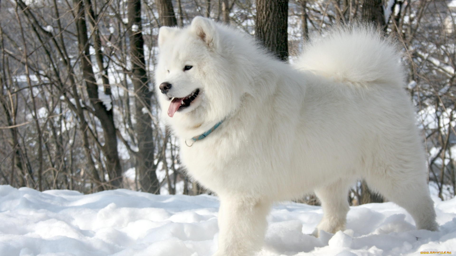 животные, собаки, белый, собака, язык, samoyed, самоед, деревья, снег