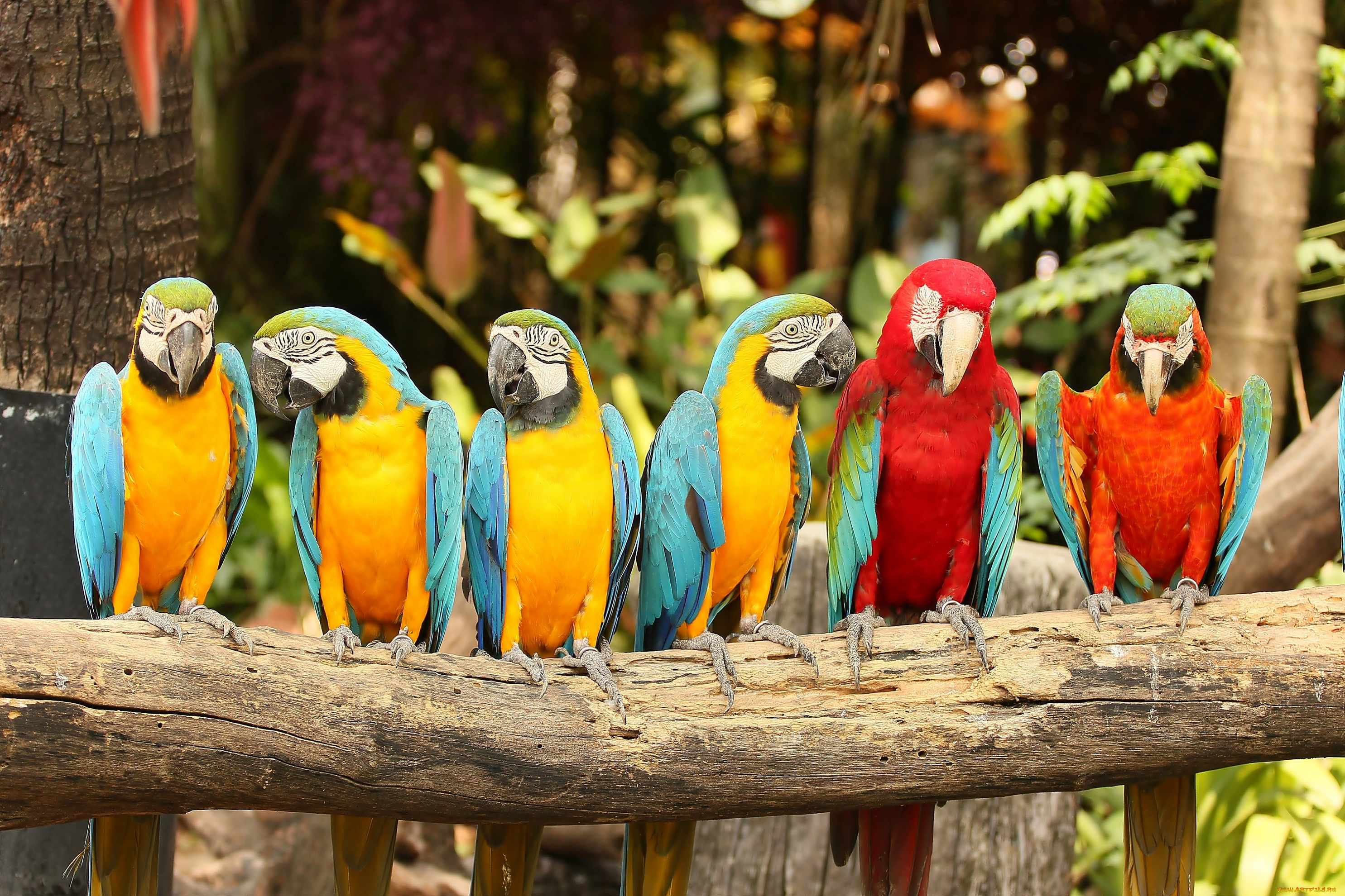животные, попугаи, parrots, перья, птицы