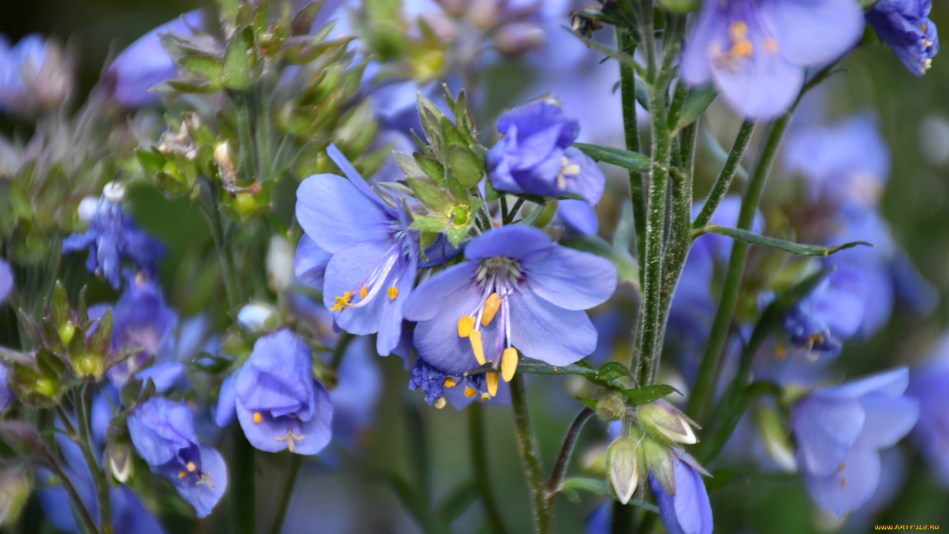 цветы, голубой, тычинка, синий, цветение