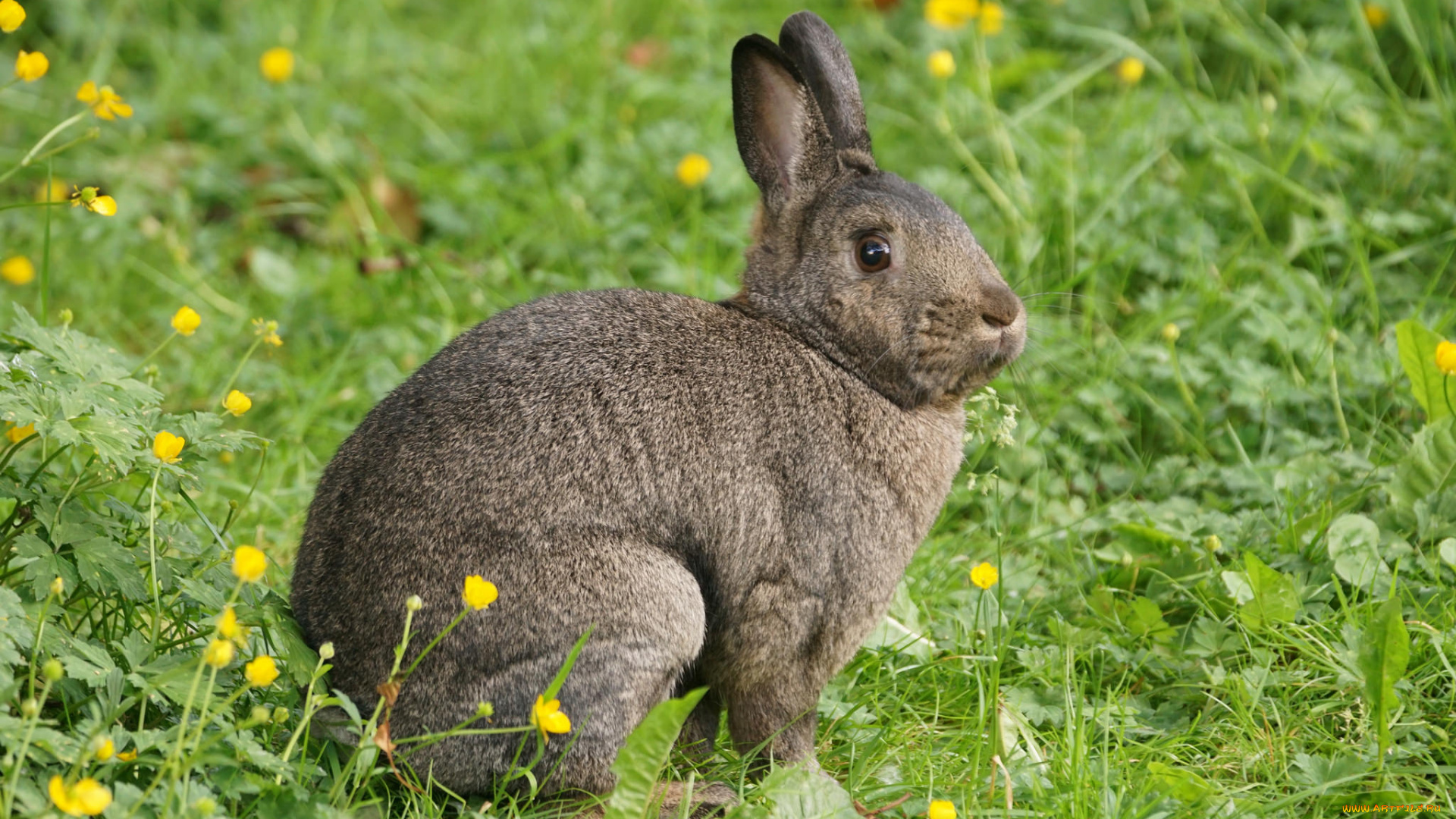 животные, кролики, , зайцы, кролик, трава, лапки, ушки