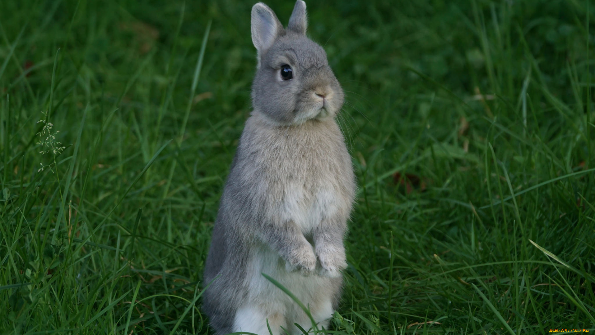 животные, кролики, , зайцы, трава, забавный, ушки, кролик